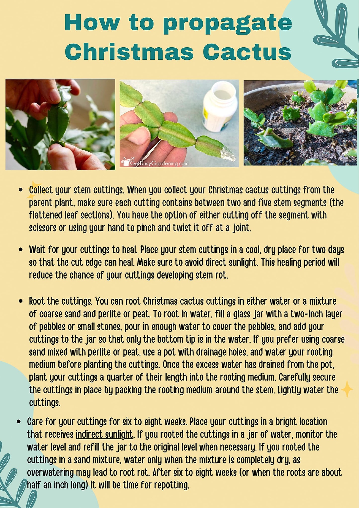 2" Orange Christmas Cactus Live Plant. (Orange)
