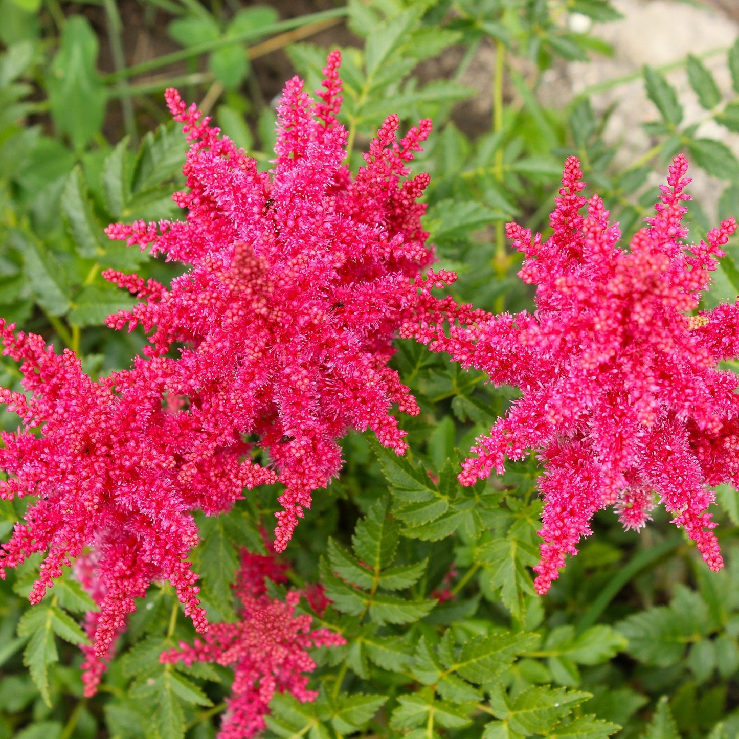 Easy to Grow Astilbe Younique Carmine 1 Plant Bareroot - Summer Hot Pink Blooms in Shade, Pollinator Friendly Flowers (False Spirea, Goat's Beard)