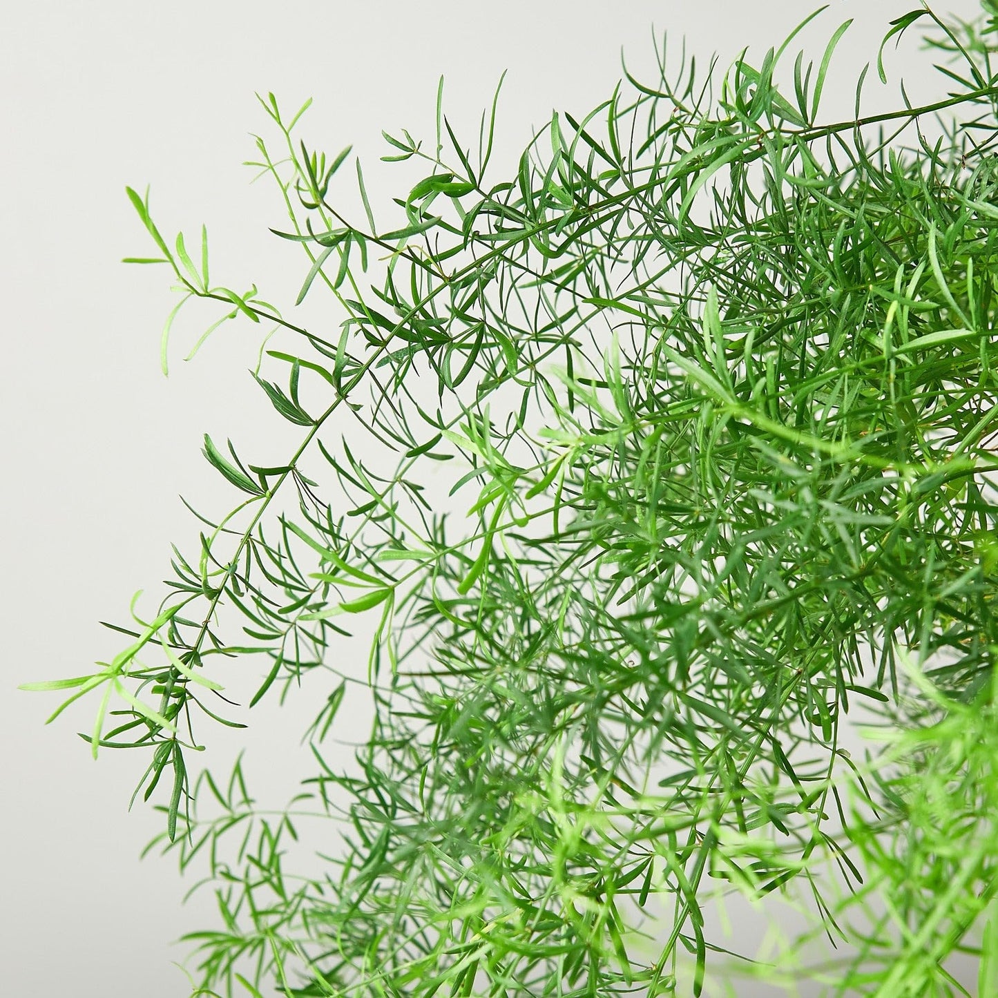 Fern 'Sprengeri' | Live Plant for Indoor & Outdoor | for Living Room, Office, Bathroom | (4" Pot)