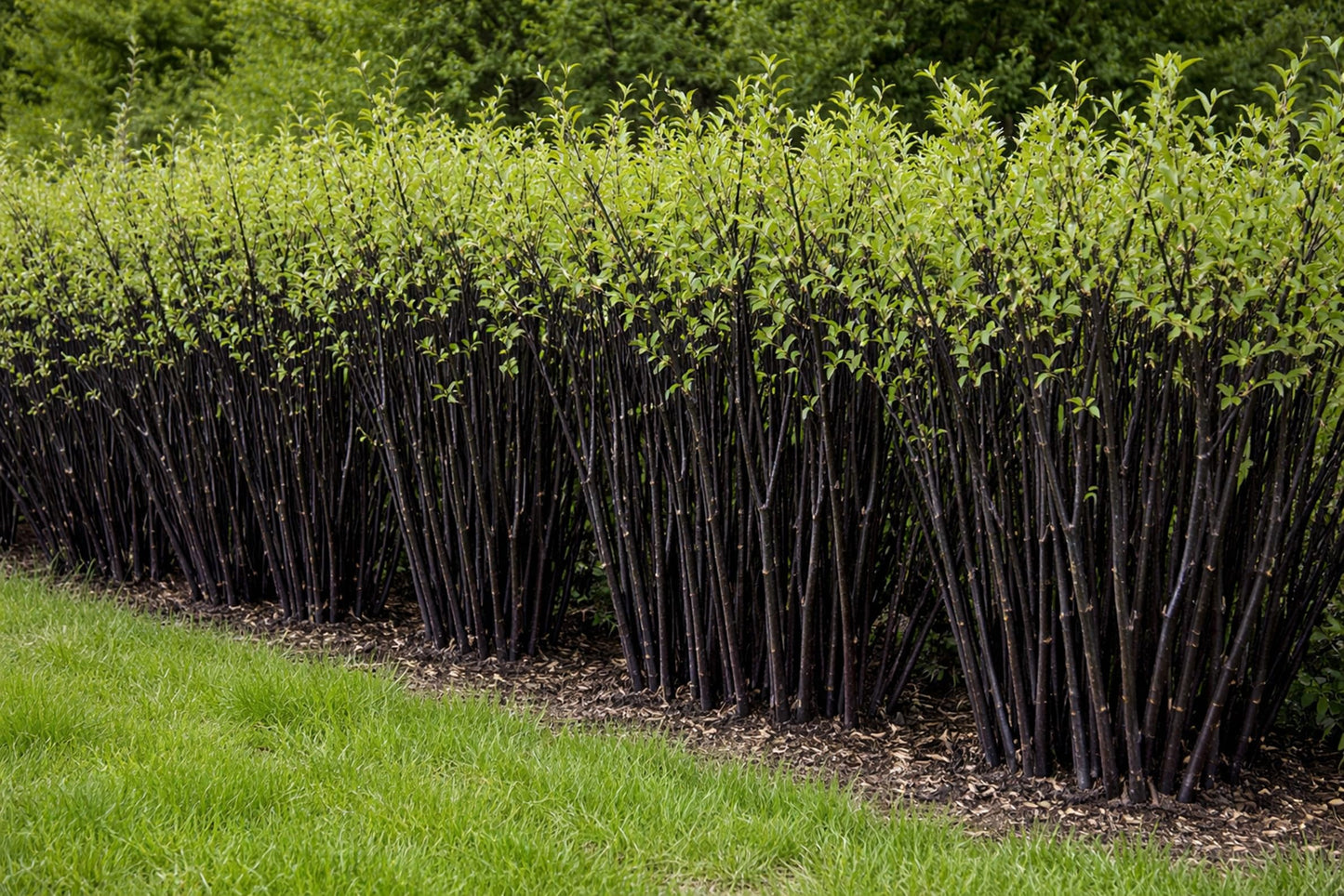 Blackskin Willow Bush Cuttings for Growing - Stunning Black Bark, Great for Privacy and Basket Weaving, Vase Filler or Crafts (10 Count)