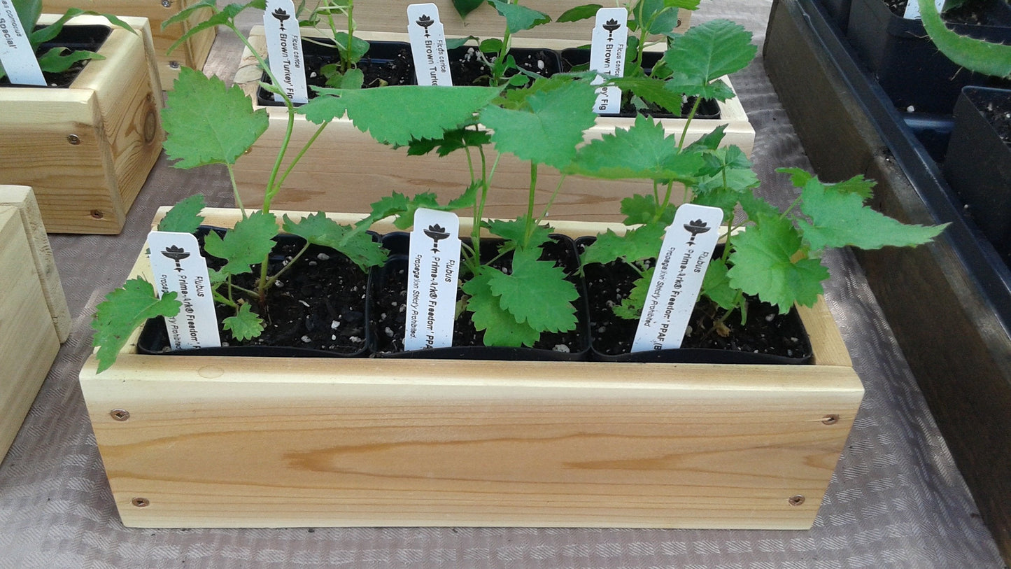BlackBerry Plants Prime-Ark Freedom Price Includes Four (4) Plants