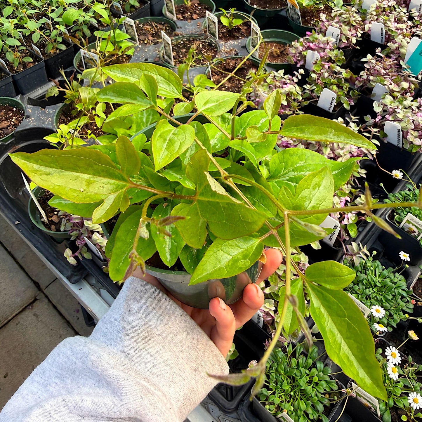 Clematis terniflora 'Paniculata', Sweet Autumn Clematis, Flowering Plant, Climbing Vine that is a Prolific Bloomer in Late Summer Until Autumn, Container Size: 4.5"
