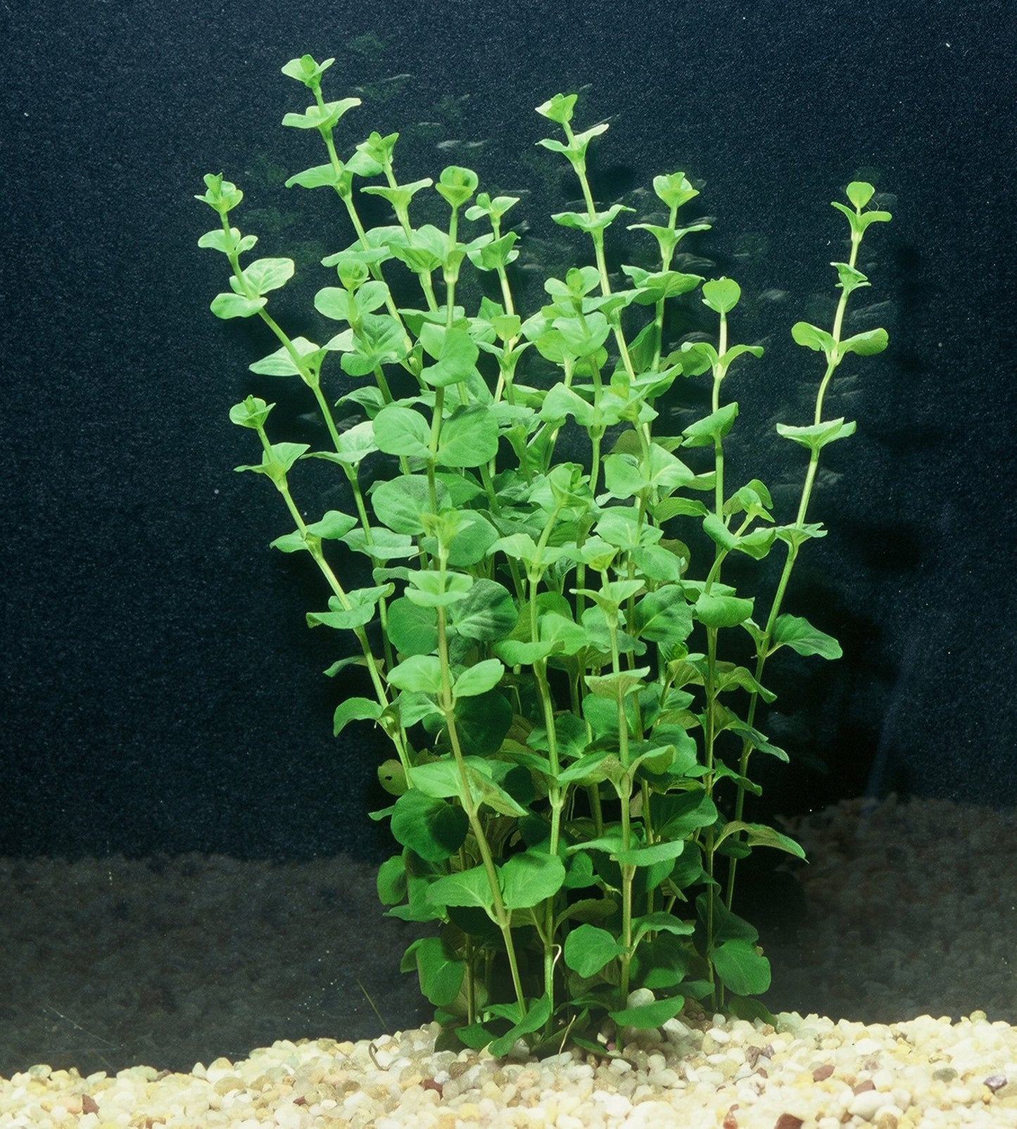 POND PLANT, CREEPING JENNY (3 live plants)