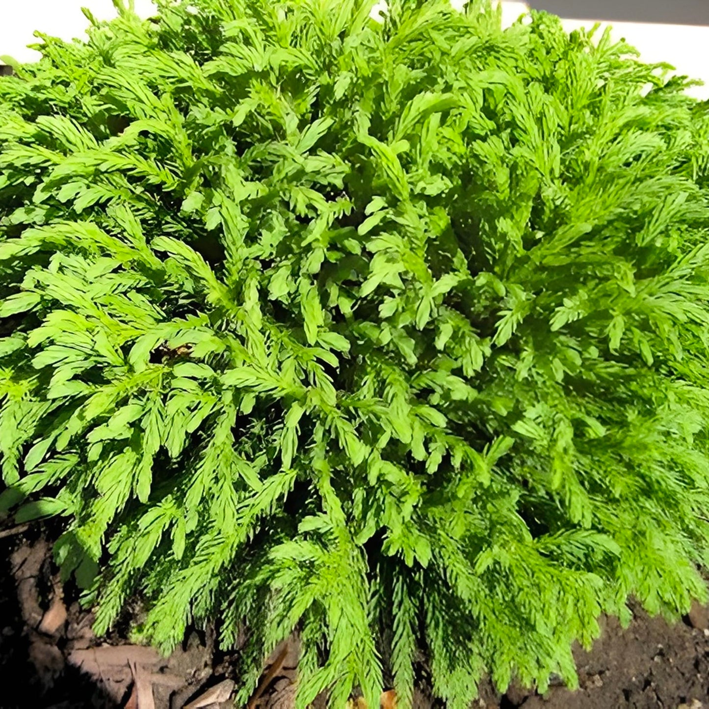 Cryptomeria Globosa Nana – Dwarf Evergreen Shrub, Compact Globe-Shaped Foliage, Hardy Live Plant for Garden & Landscape (3 Gallon/Potted/Set of 2 Plants)