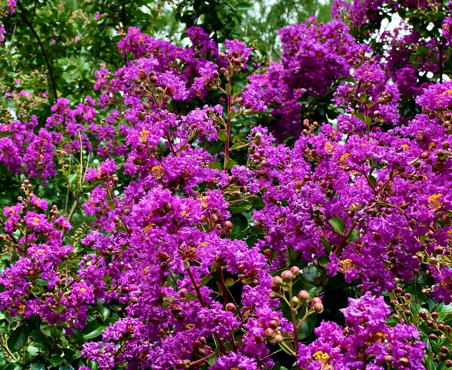 Crape Myrtle Twilight | 1 Extra Large Trade 3 Gallon Plant | Lagerstroemia Indica 'Twilight' | Vibrant Blooms | Drought Tolerant