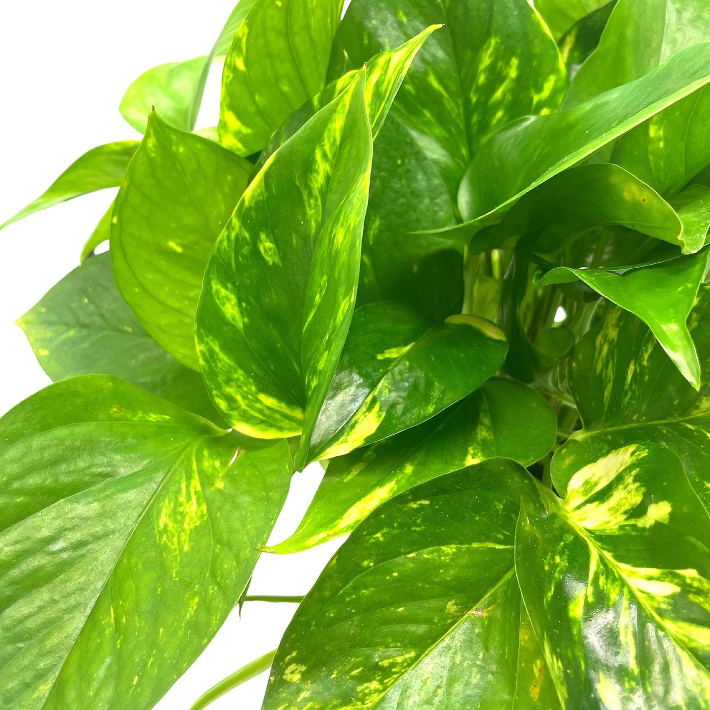 BubbleBlooms Golden Pothos, Variegated 6 inch Pothos, Epipremnum aureum, Devil's Ivy
