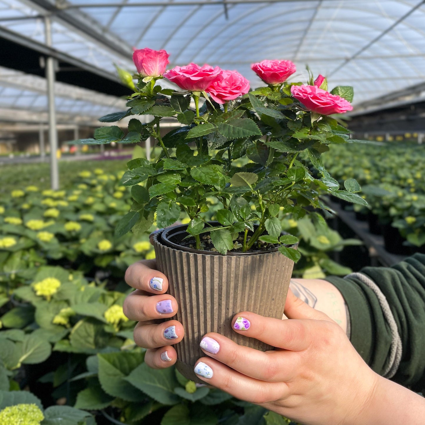 Thorsen's Greenhouse Mini Rose Bush, Spring Blooming Live Plant, Suprise Bloom Color, Gift for Mom, 4" Diameter Plant (Coffee)