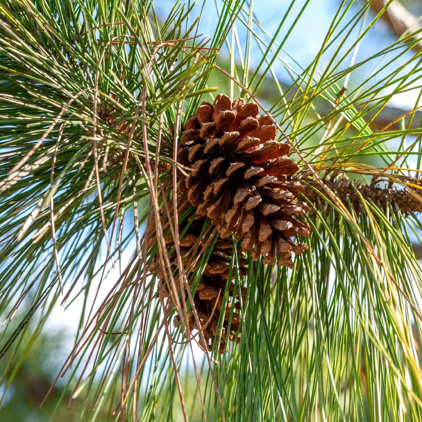 Slash Pine Tree | 2 Large Trade Gallon Size Pots | Pinus elliottii | Fast-Growing Evergreen | Landscape Shade Plants