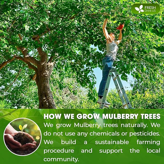 FreshDrinkUS, Premium 8oz Mulberry Leaf Powder, 100% Natural and Pure from Mulberry Leaves, Perfect for Tea, Smoothies, Baked Goods, Natural Food Coloring, No Additives, No Gluten, No Sugar, Vegan