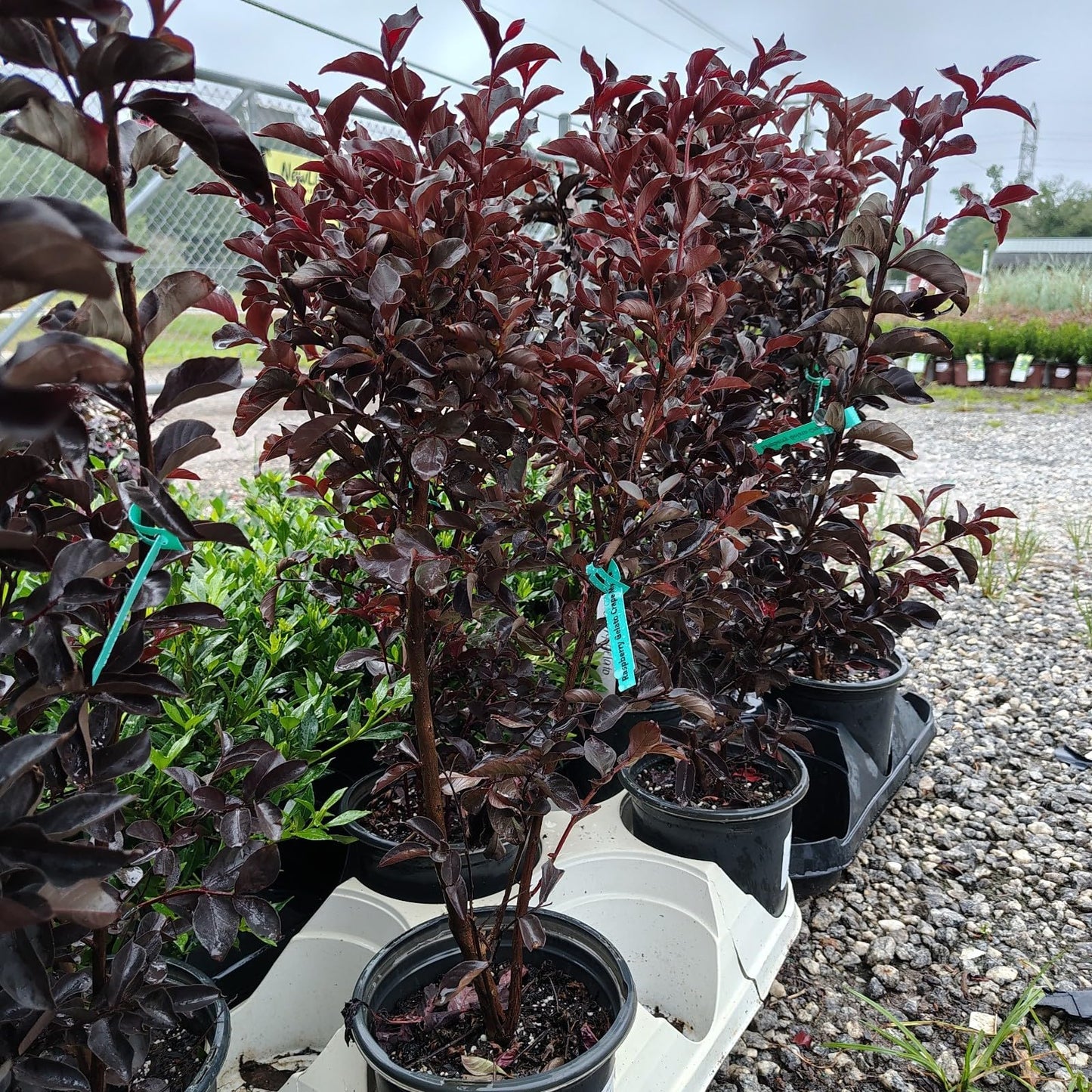 Live Plant - Raspberry Gelato Indulgence® Crape Myrtle - Live Plant - (2.5 Qt)