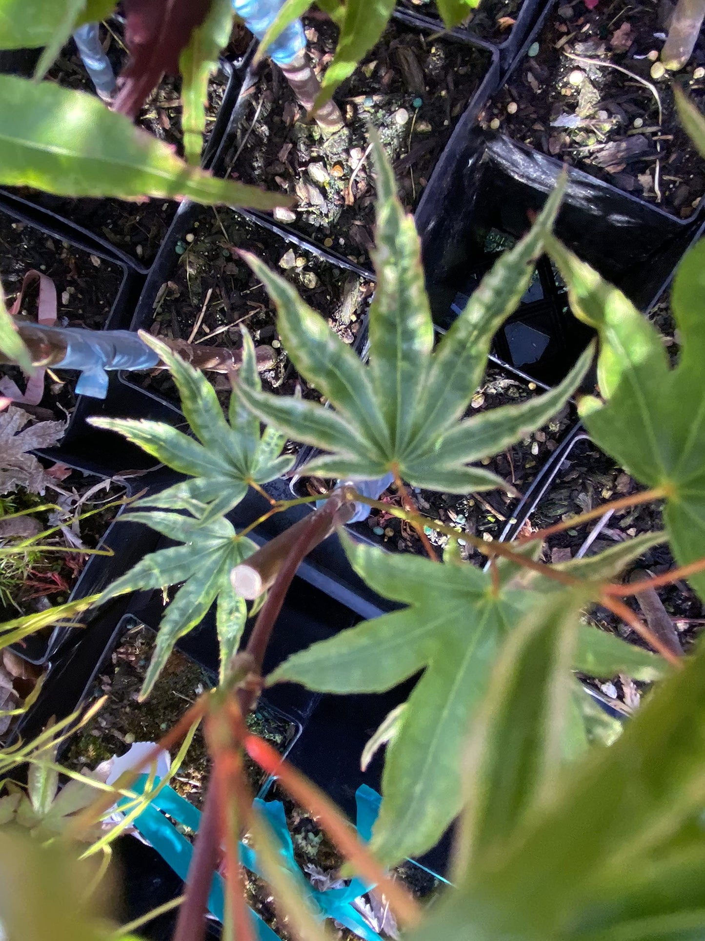 Ikandi Dwarf Variegated Japanese Maple 2 -Year Plant