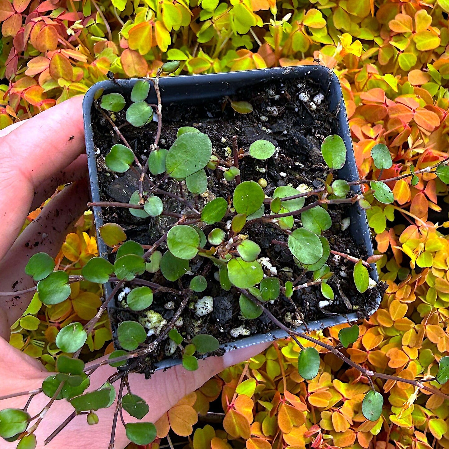 Muehlenbeckia complexa, Fairy Vine, Container Size: 3" (2.6x3.5)