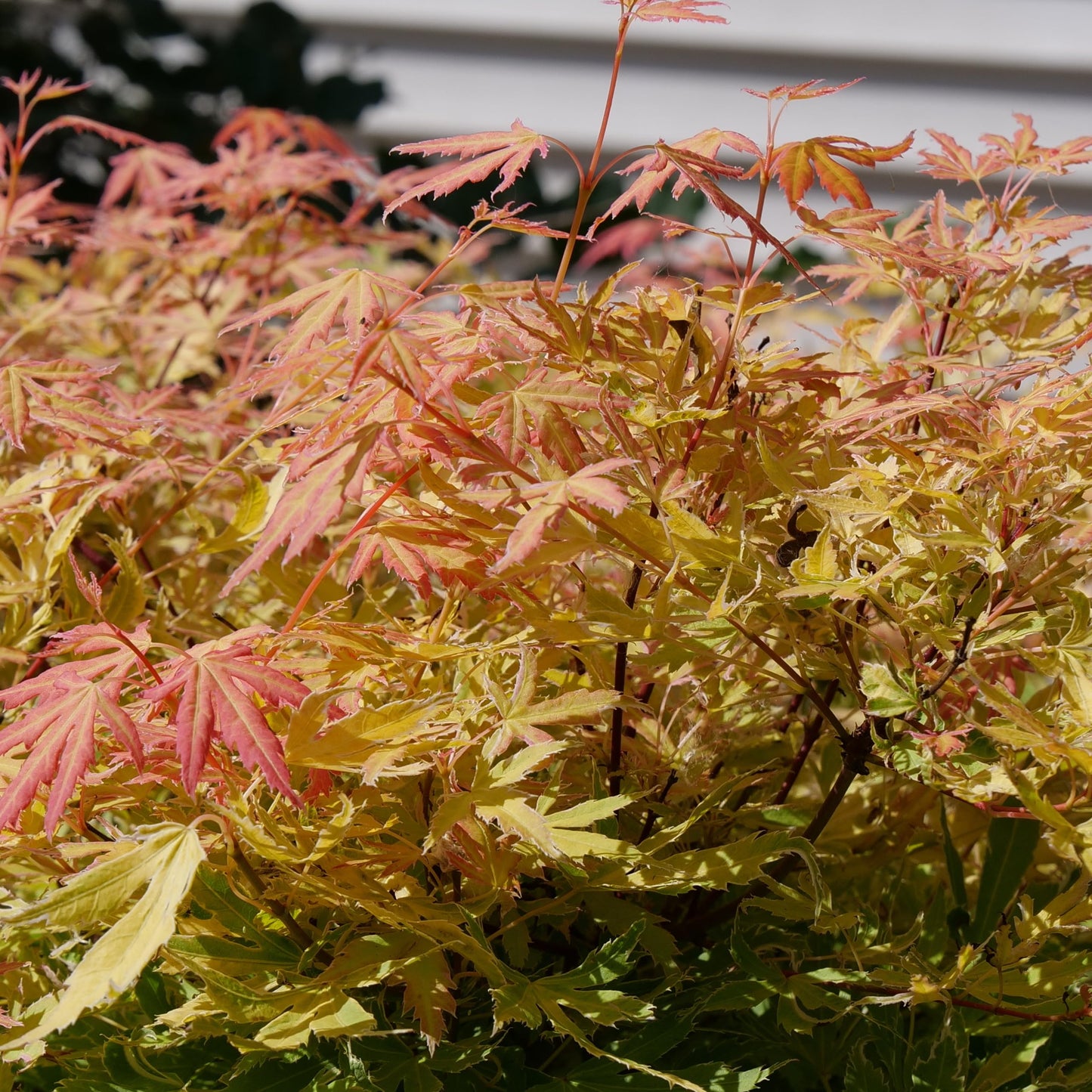 Proven Winners Metamorphosa Japanese Maple (Acer palmatum) Live Plant, 4.5" Qt, 4 Pack