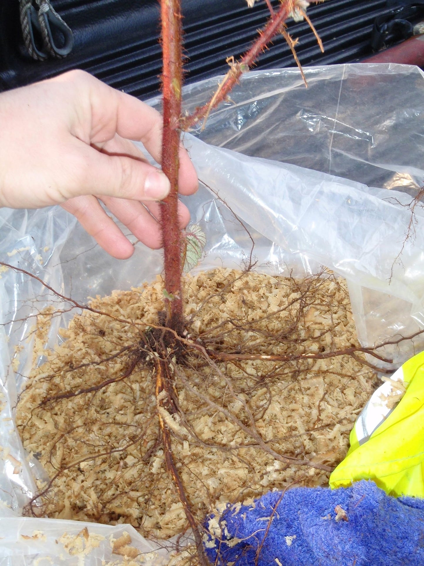 Wineberry ! Rubus phoenicolasius. Live Plants, Roots Wrapped in Wet, no Leaves