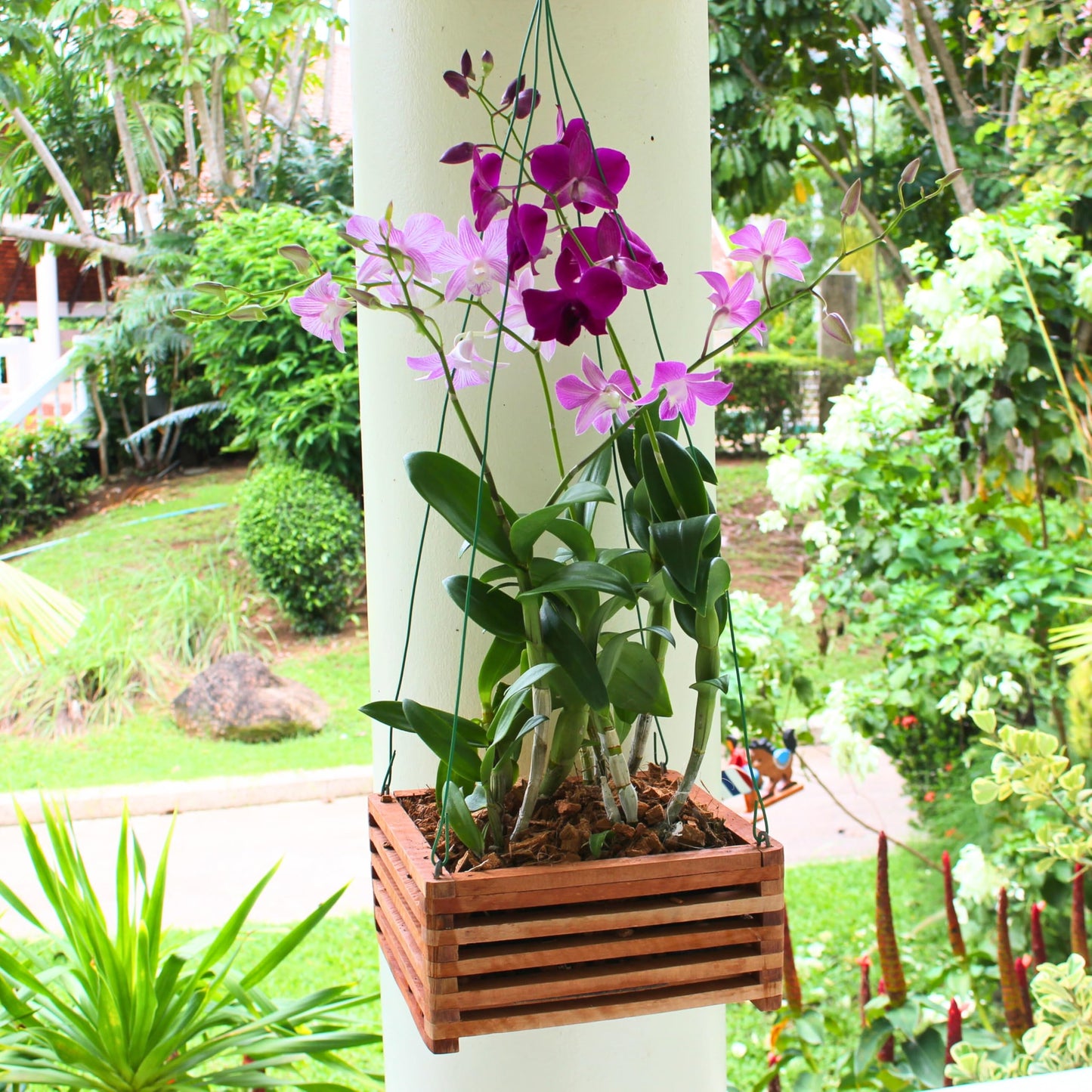 DESQUIGGLE Set of 3 Strong Wooden Orchid Baskets with Hangers, Vanda Baskets for Outside