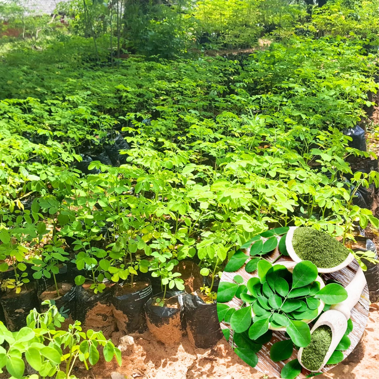 Moringa Oleifera Tree Live Plant, 4 Months Old Malunggay Plant in Pot, Well-Rooted Drumstick Trees Ready to Grow Outdoor