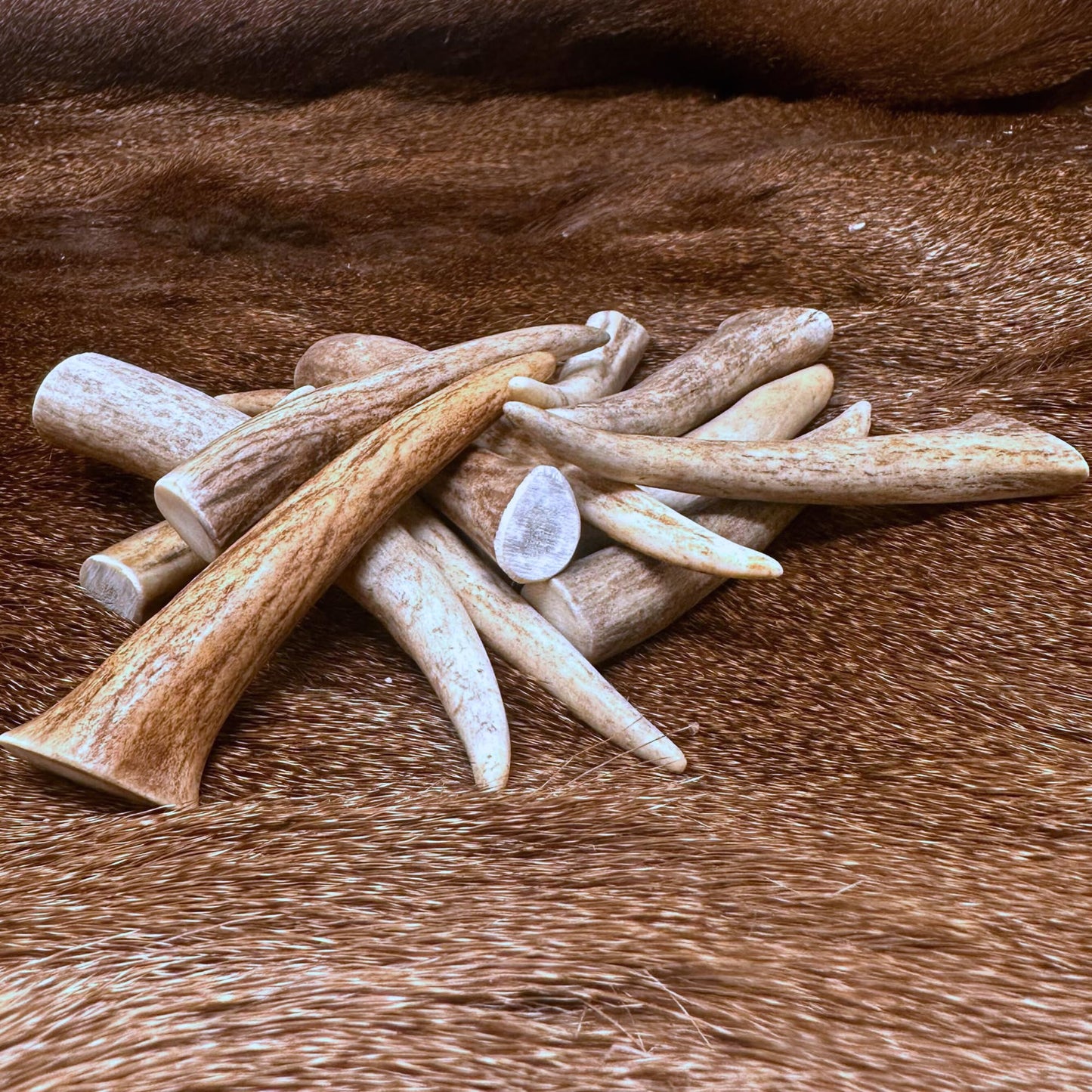 WhiteTail Naturals Deer Antler Crafting Tips (12 Pack) Real Antler Points for Jewelry Making, Pendant Blanks, Rustic DIY Supplies & Primitive Crafts