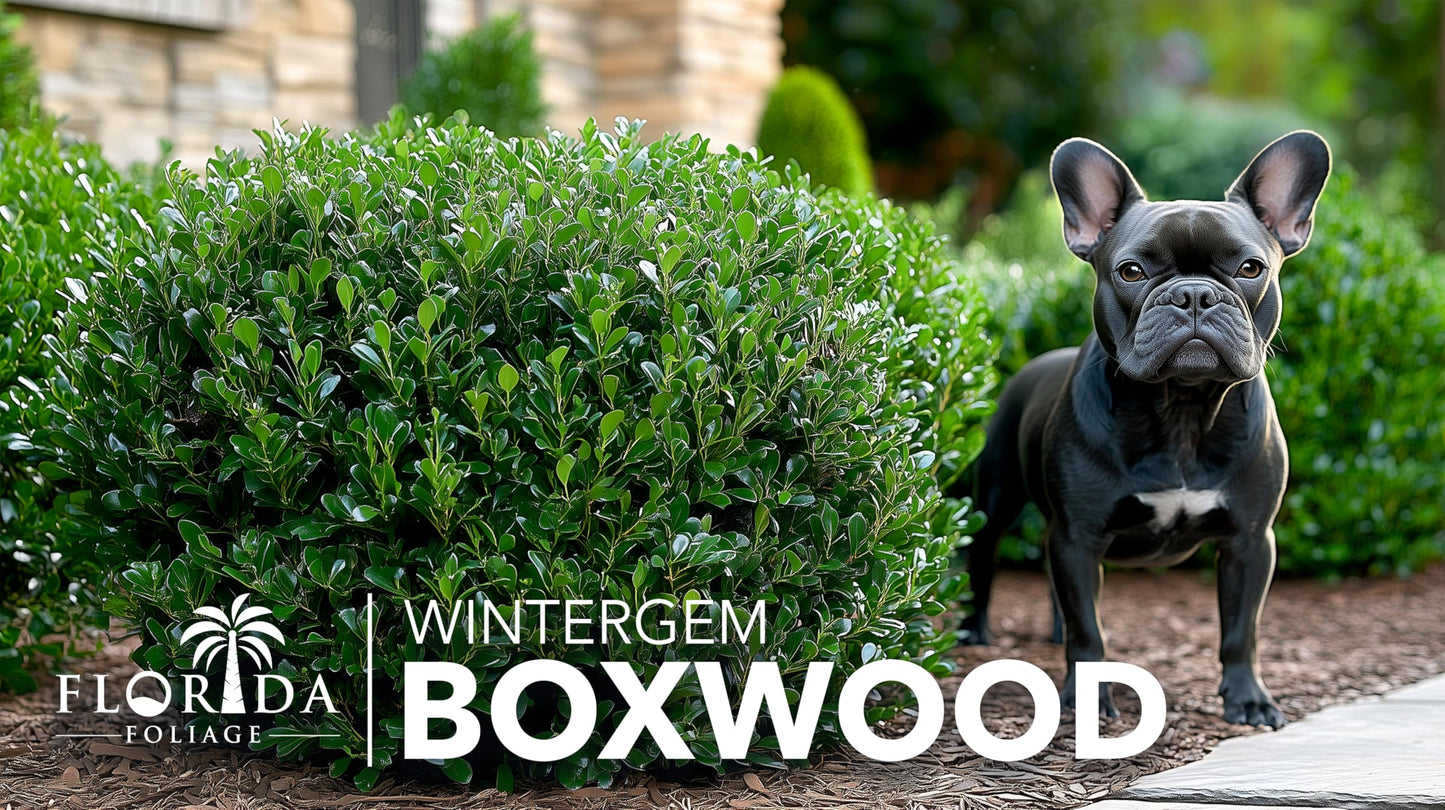 Winter Gem Boxwood | 20 Live Plants | Buxus microphylla Japonica ‘Winter Gem’ | Compact Evergreen Shrubs | Formal Garden Plants for Borders
