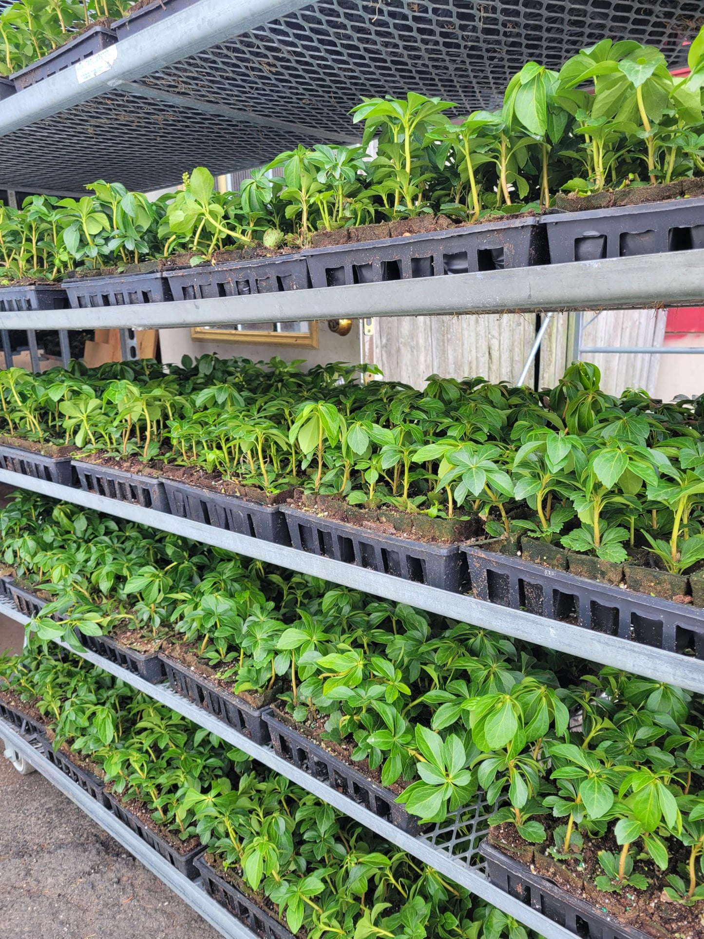 Pachysandra Terminalis Hardy Groundcover 50 Plants 2" Peat Pots