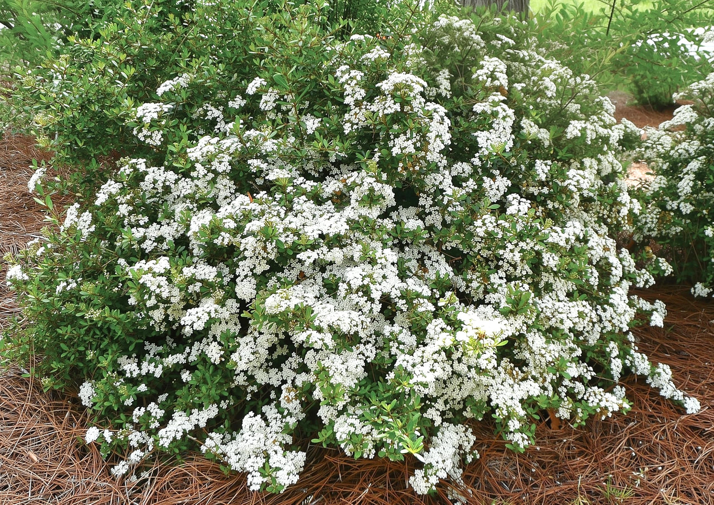 Viburnum Densa | 10 Live Quart Size Plants | Viburnum Obovatum 'Densa' | Compact Evergreen Shrub | Low-Maintenance Privacy Plants for Landscaping