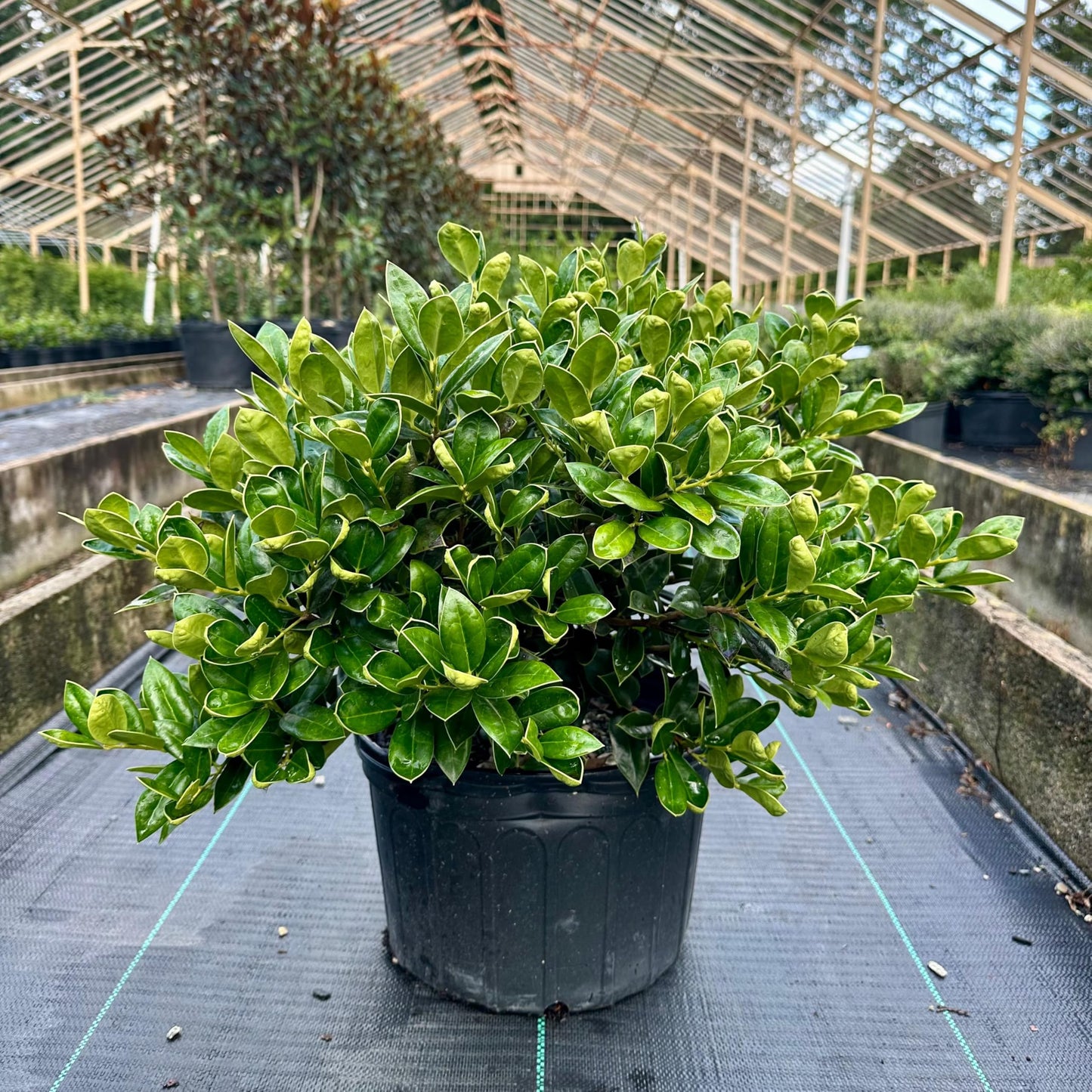 Carissa Holly 3-Gallon