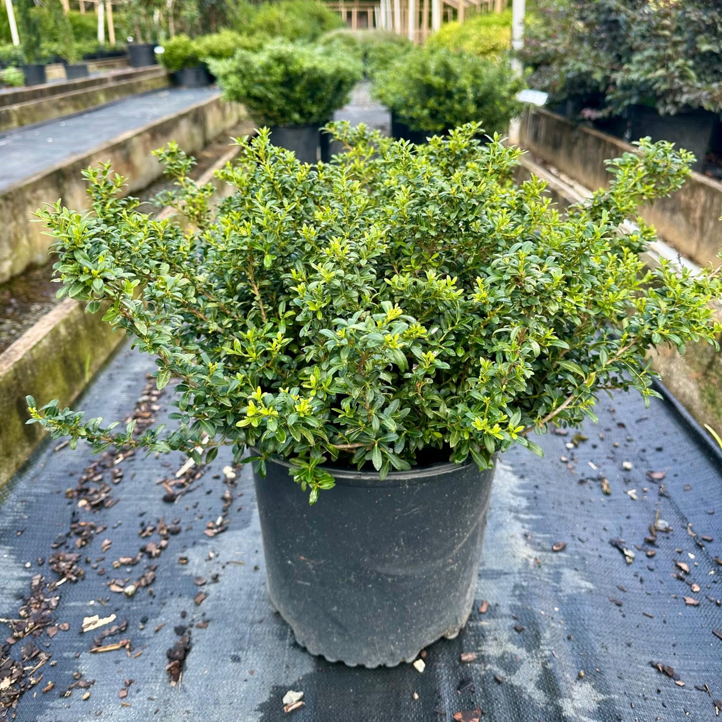 Soft Touch Holly 3-Gallon