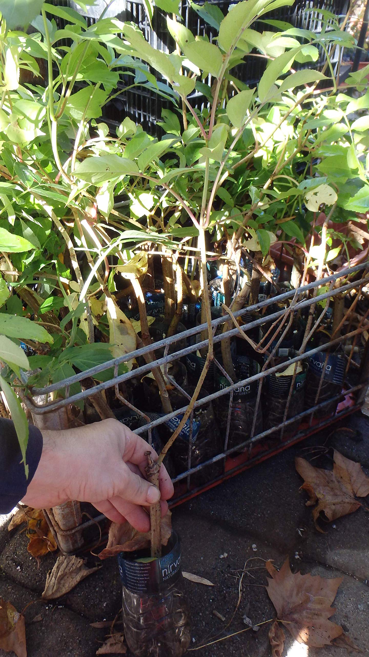 One Live Rooted Plant of Elderberry, Sambucus nigra, Sent Bare Root