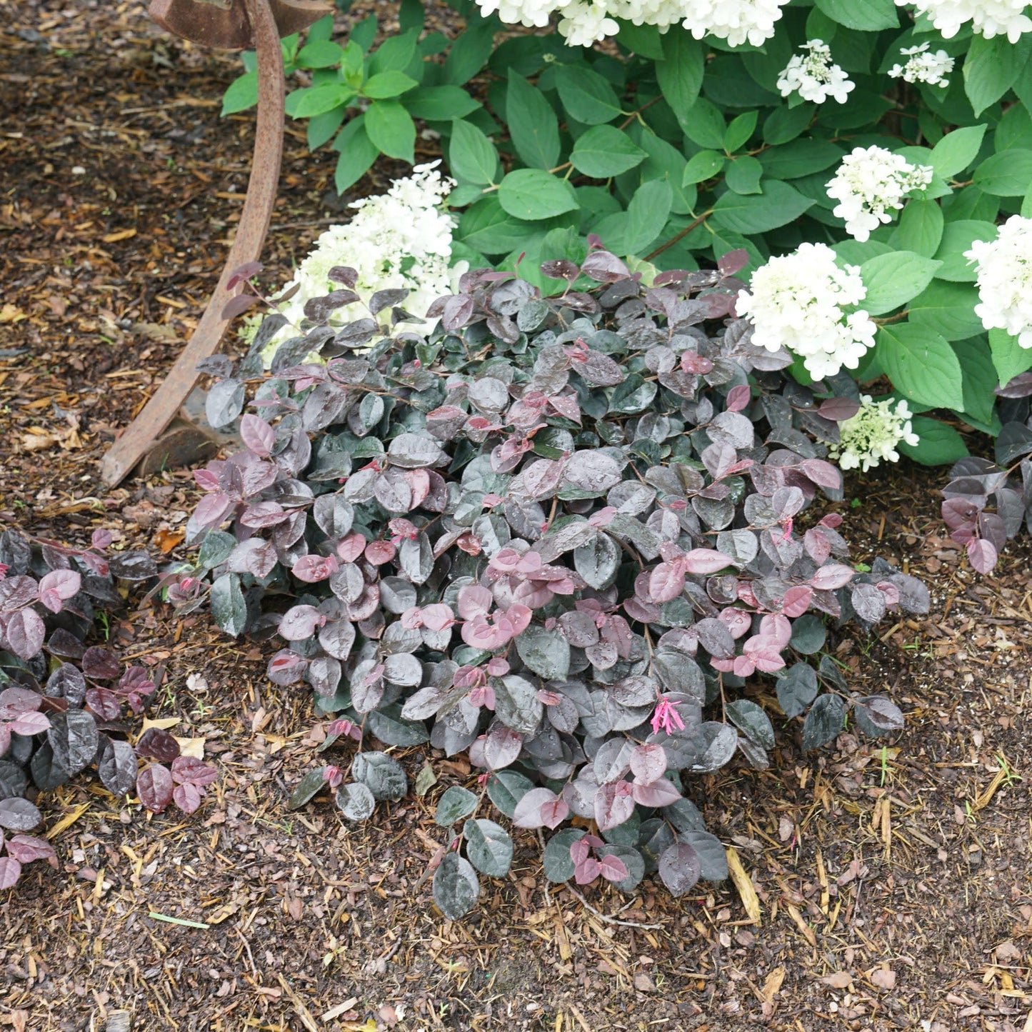 Proven Winners Jazz Hands Mini Chinese Fringe-Flower (Loropetalum chinense) Live Plant, 4.5" Qt, 4 Pack