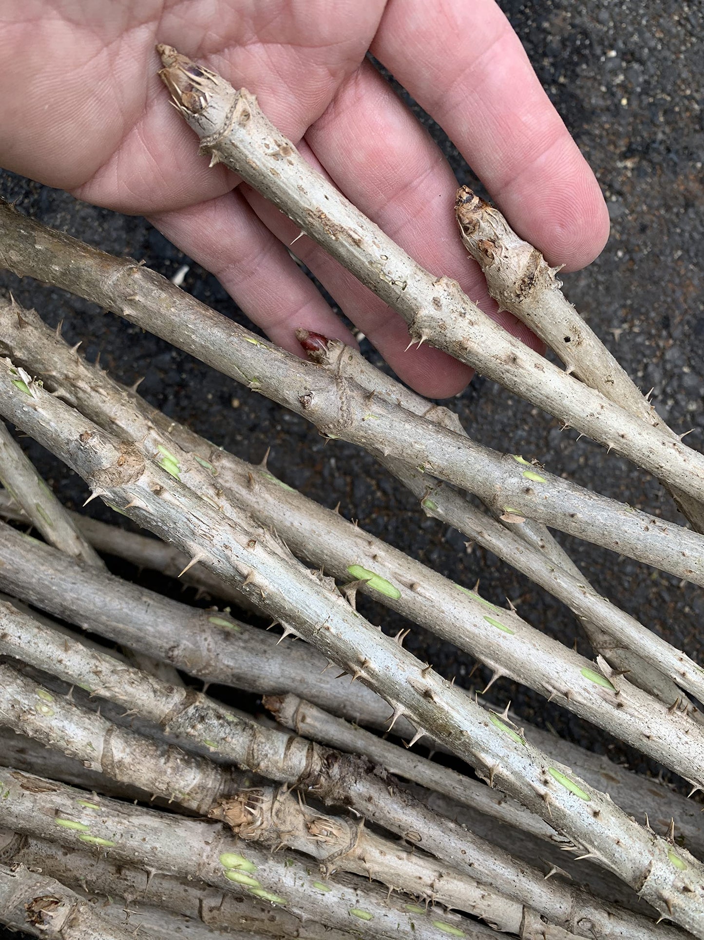 3 Branches/Stems 24” Long of Aralia spinosa - Devil's Walkingstick
