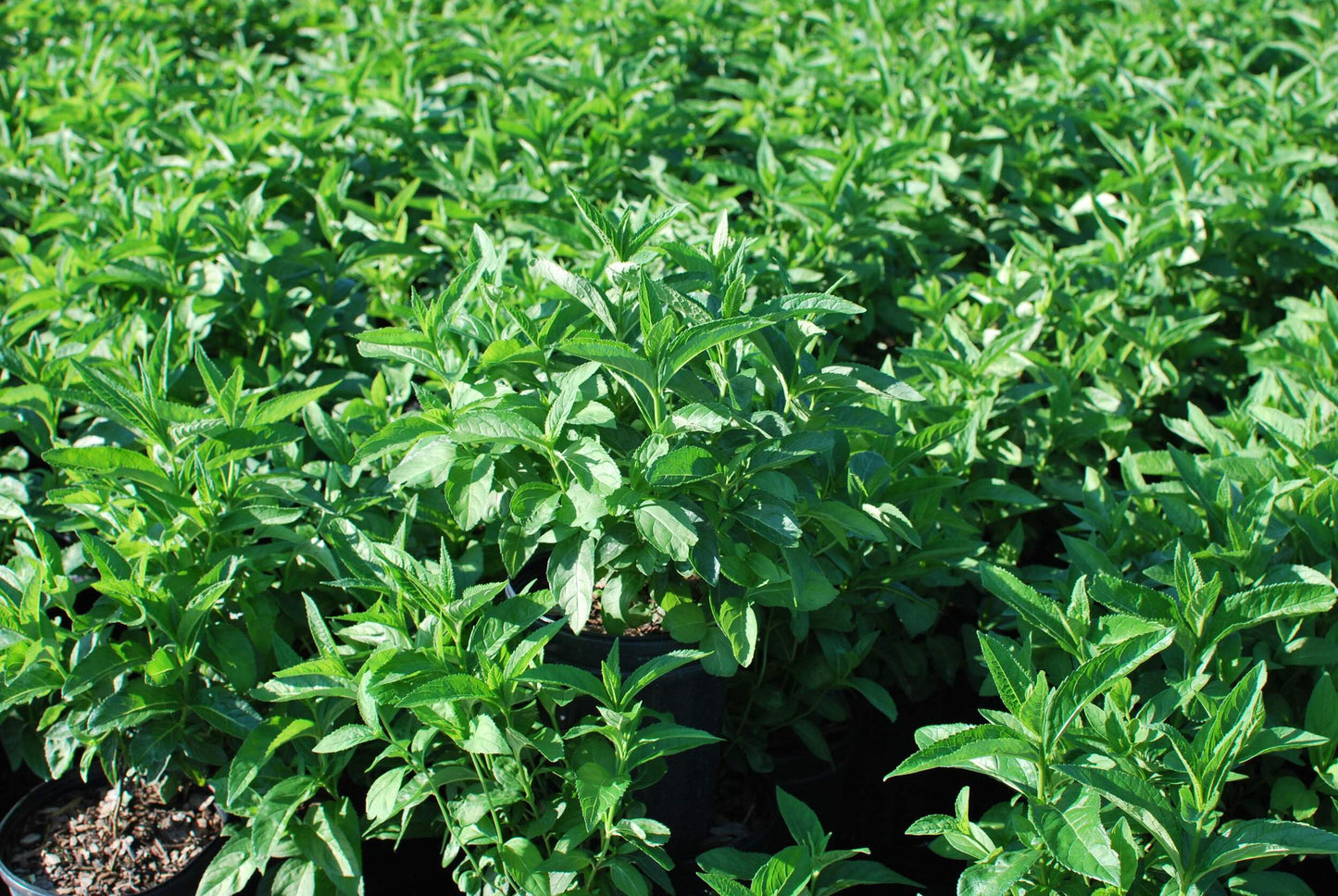 Perennial Farm Marketplace Chelone glabra (Turtlehead) Perennial, Size-#1 Container, White Flowers