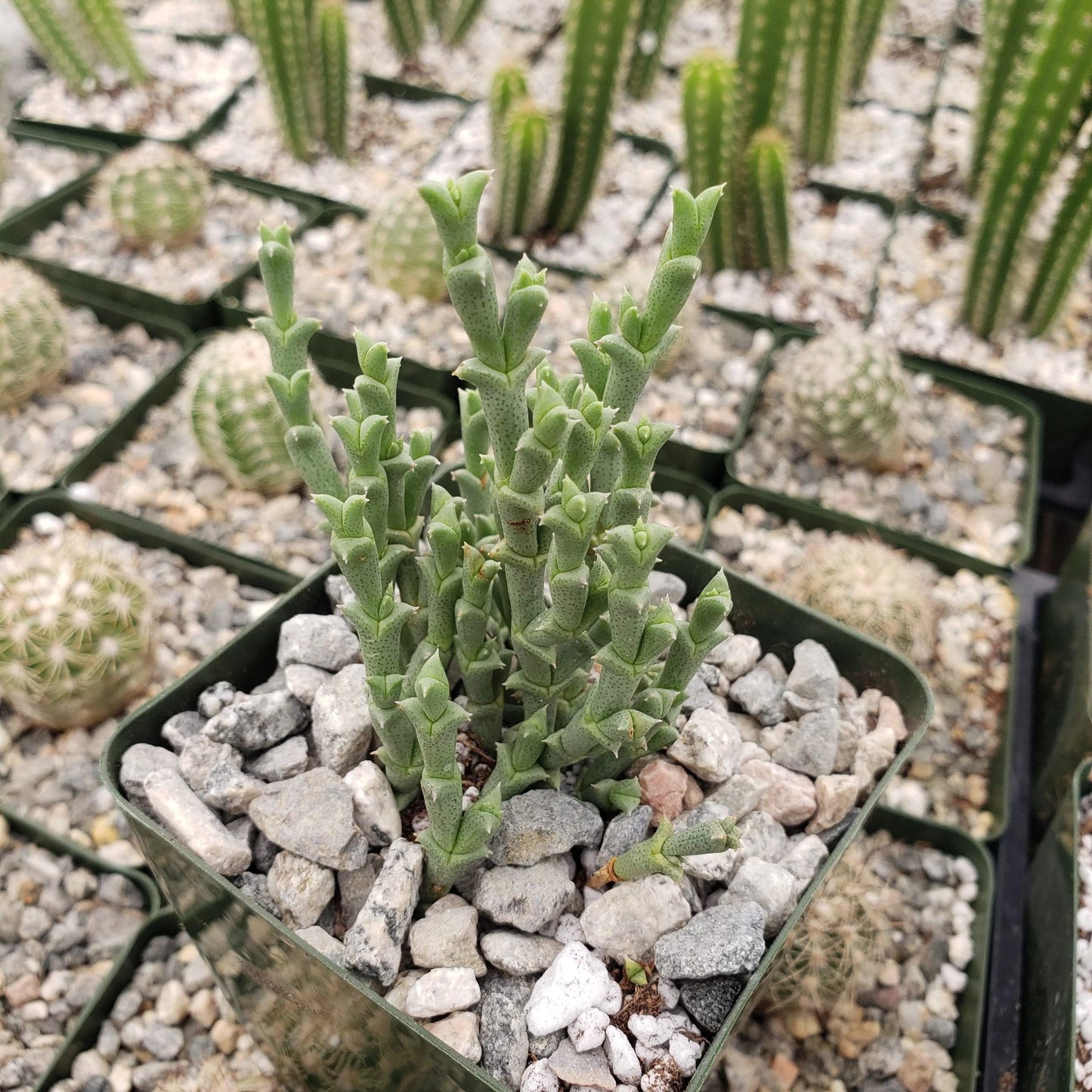 Ruschia perfoliata Cacti Cactus Succulent Real Live Plant