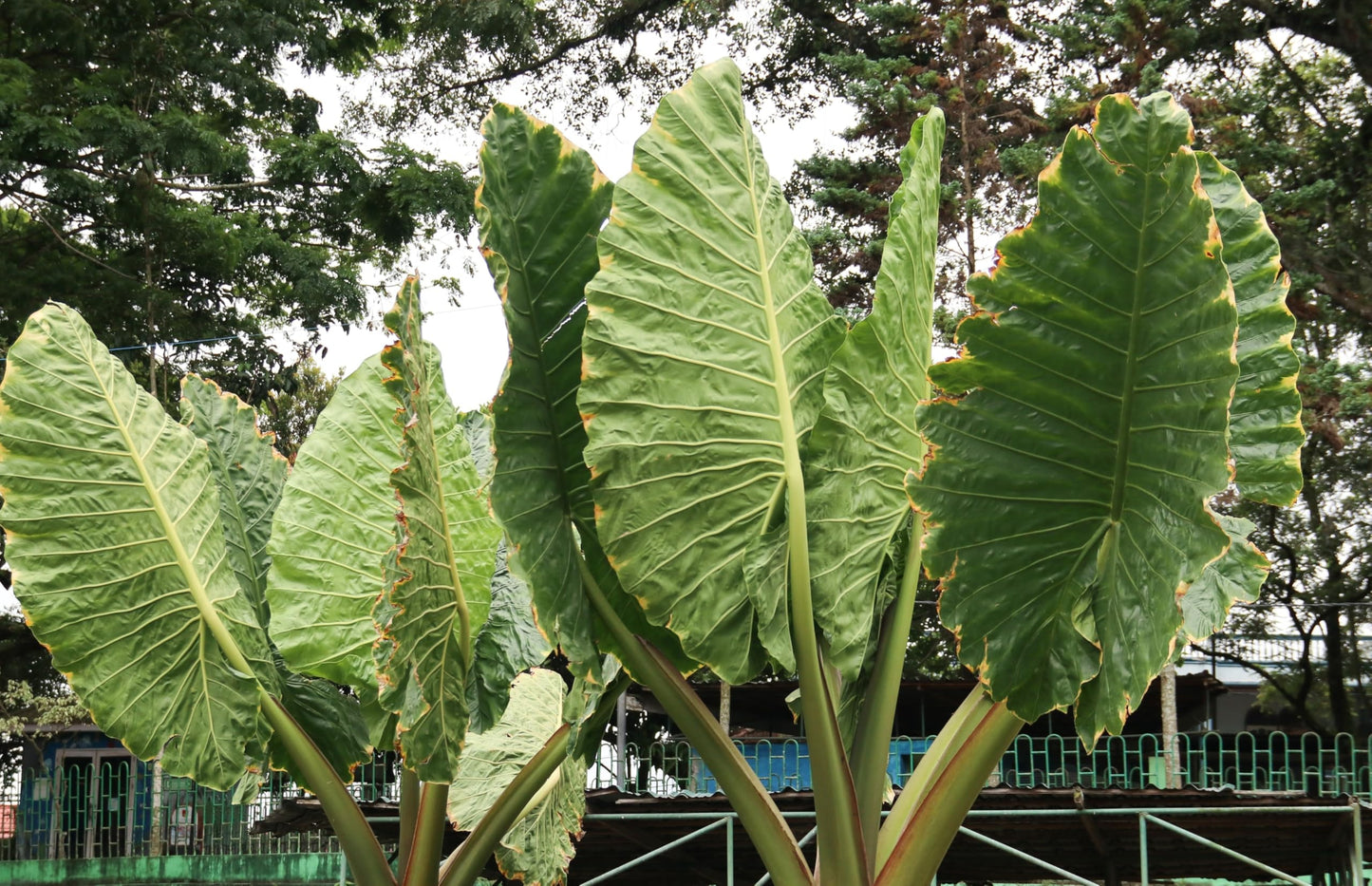 3 Giant Upright Elephant Ear Bulb – Massive Green Leaves – Large 7-9 Inch Bulbs - Tropical Statement Plant for Garden & Containers (3 Bulbs)
