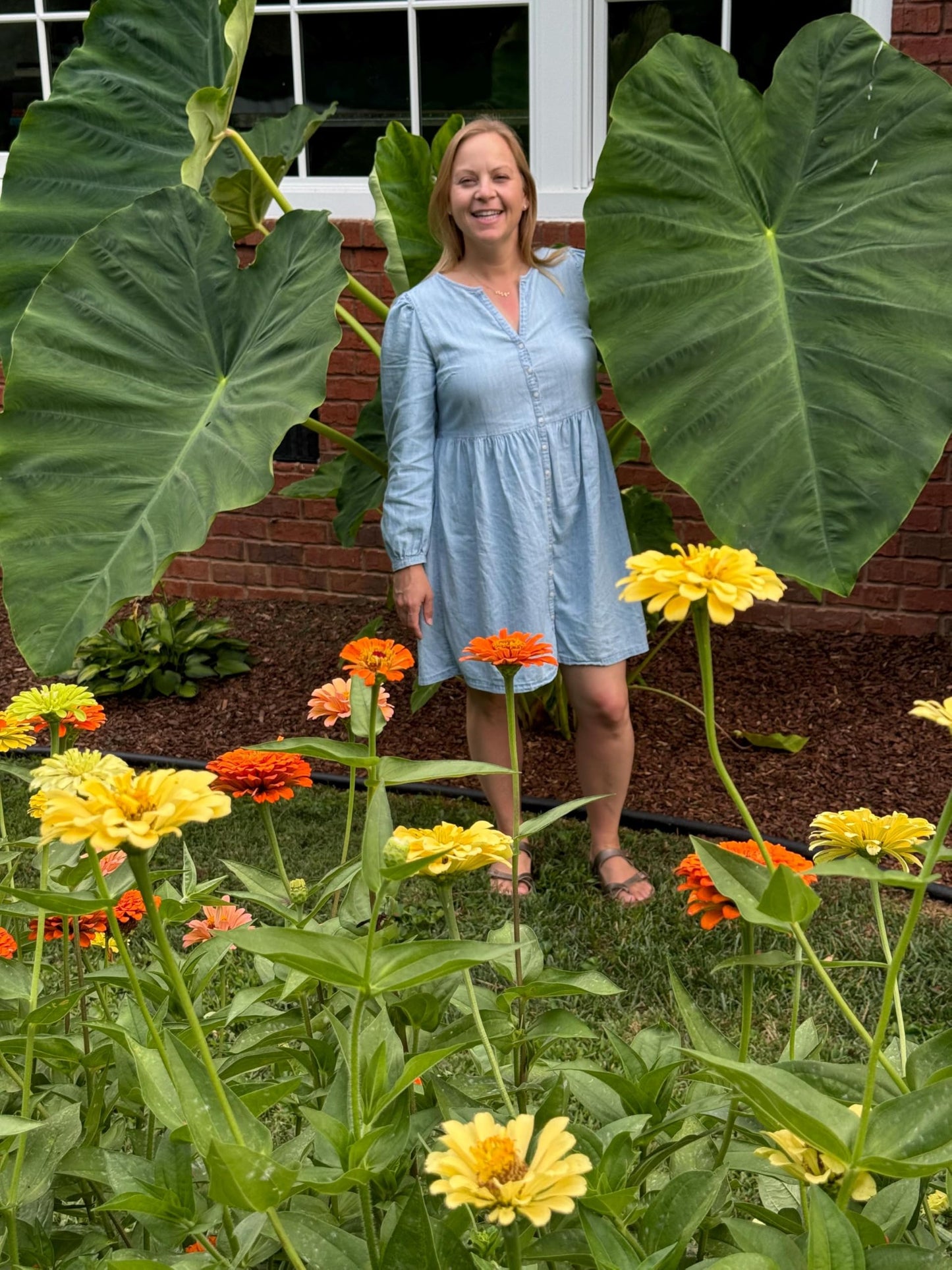 3 Jack's Giants Elephant Ear Bulbs