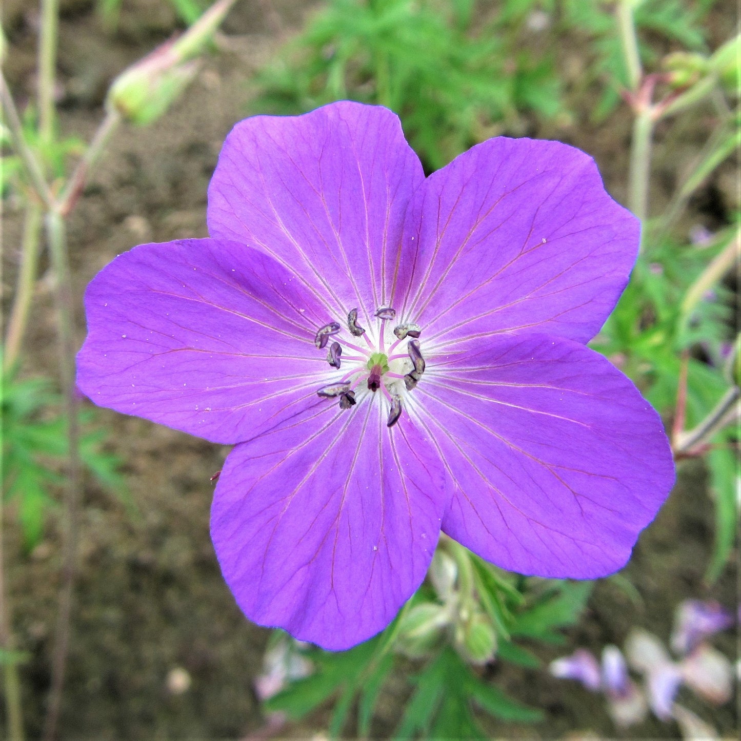 Easy to Grow Geranium Kashmir Purple 3 Roots (Hardy Cranesbill) - Purple Flowers Bloom Summer to Fall in Sun