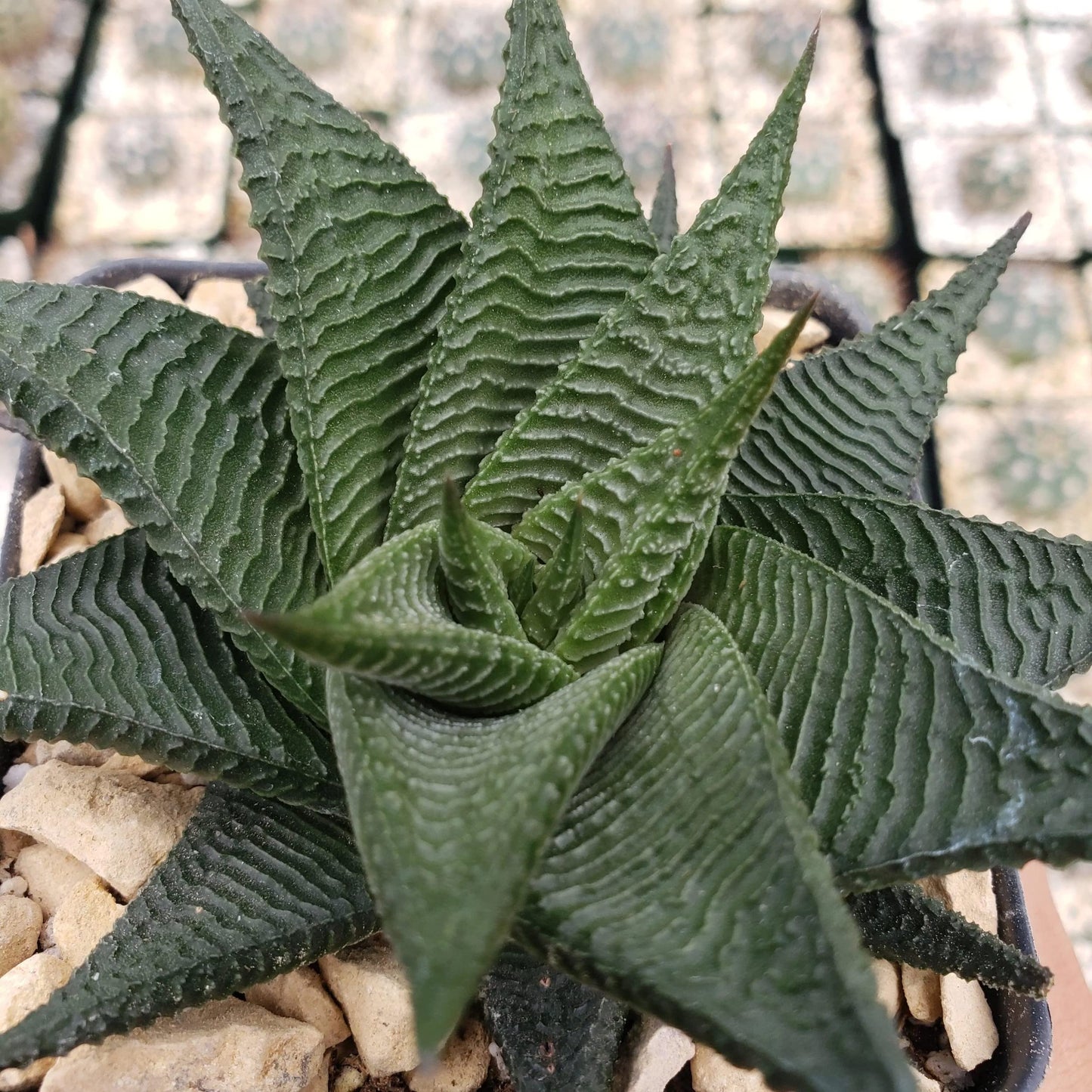 Haworthia limifolia spiralis Cacti Cactus Succulent Real Live Plant