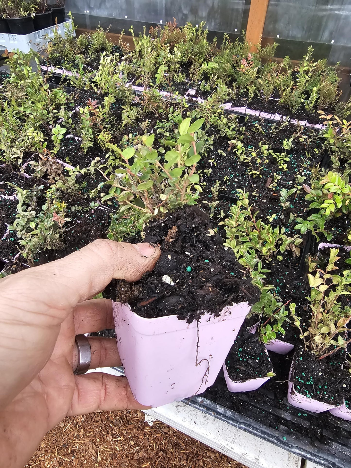 4pack Small Live hucklberry Plant, 3" pots