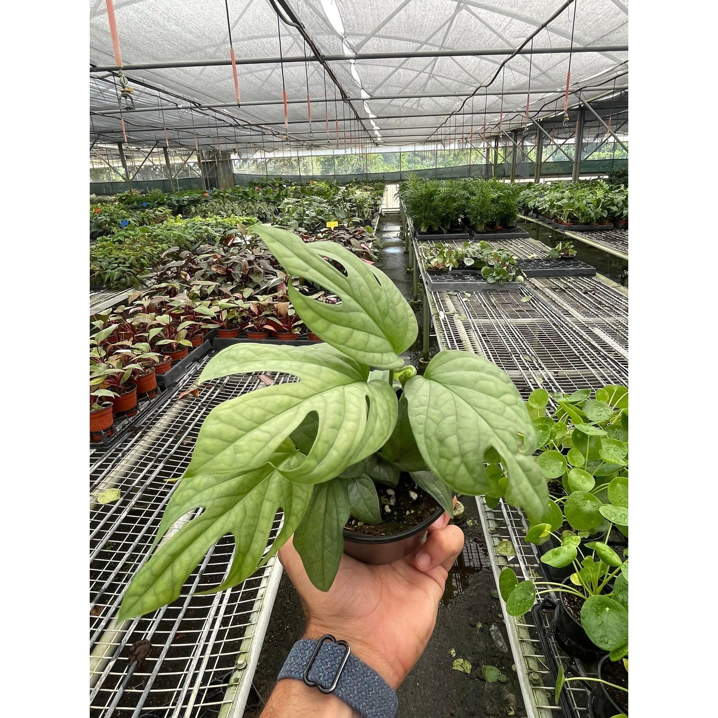 Amydrium 'Silver' | Live Plant for Indoor & Outdoor | for Living Room, Office, Bathroom | (4" Pot)