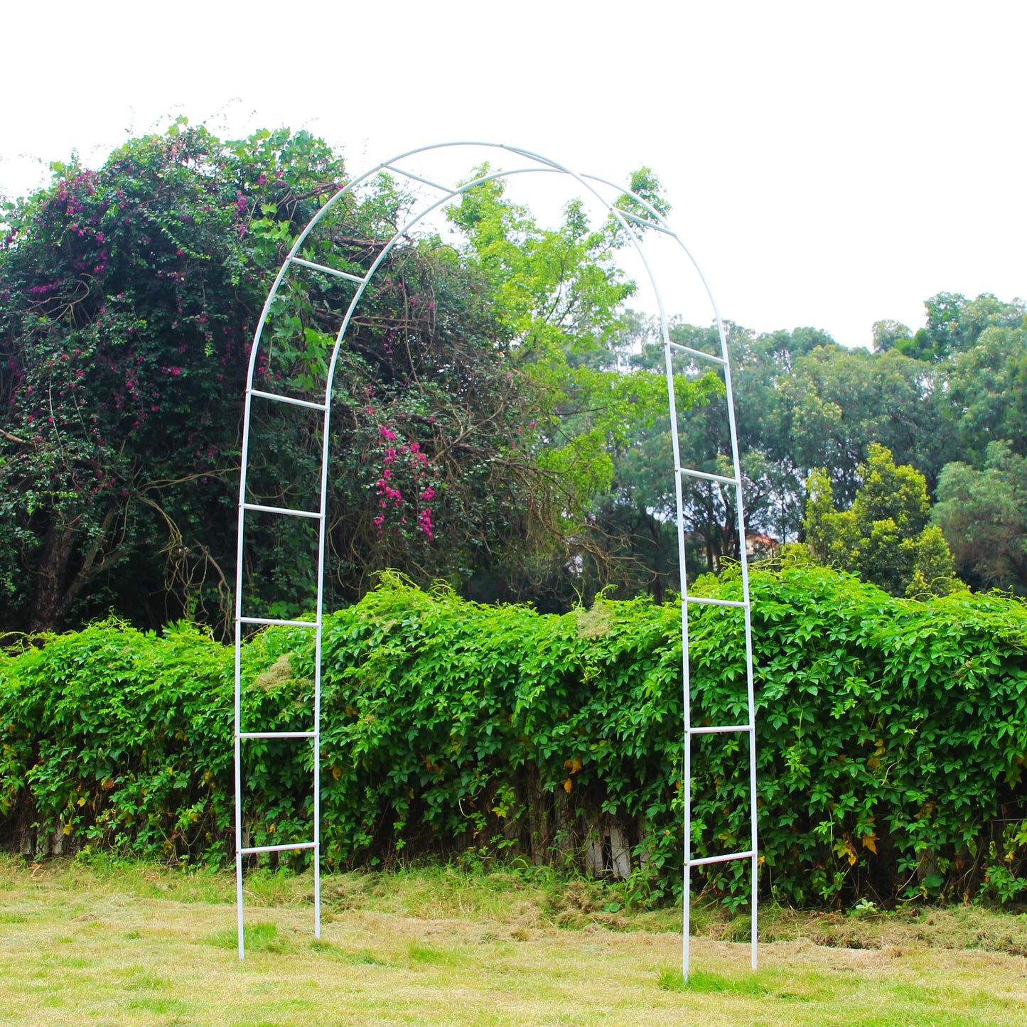 7.9 Ft H x 4.6 Ft W White Metal Pergola Arbor for Various Climbing Plant Wedding Garden Arch Bridal Party Decoration Wide Arbor
