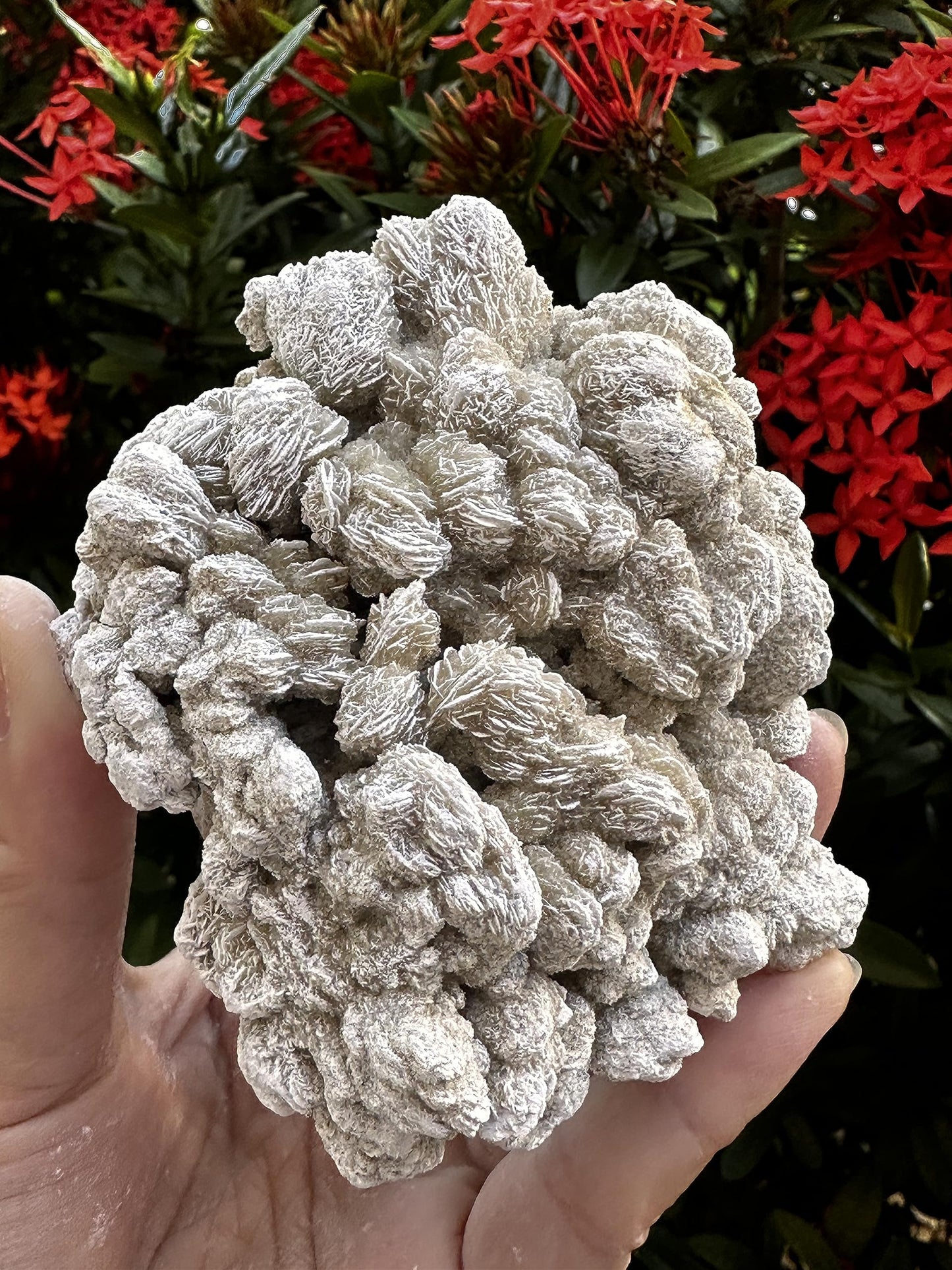 GAF TREASURES XL Raw Desert Rose, 3-4" Natural Rough Desert Rose, Desert Rose Rough, Desert Rose Healing Rough Crystal (Desert Rose, 0.5-1 lb)