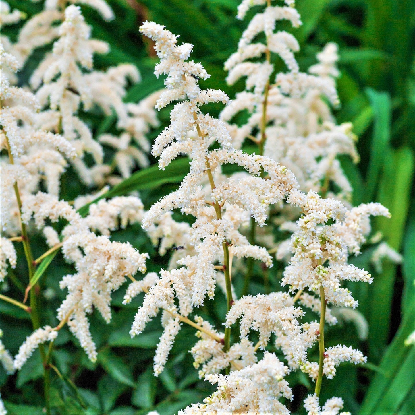 Easy to Grow Astilbe Younique White 1 Plant Bareroot - Summer White Blooms in Shade, Pollinator Friendly Flowers (False Spirea, Goat's Beard)
