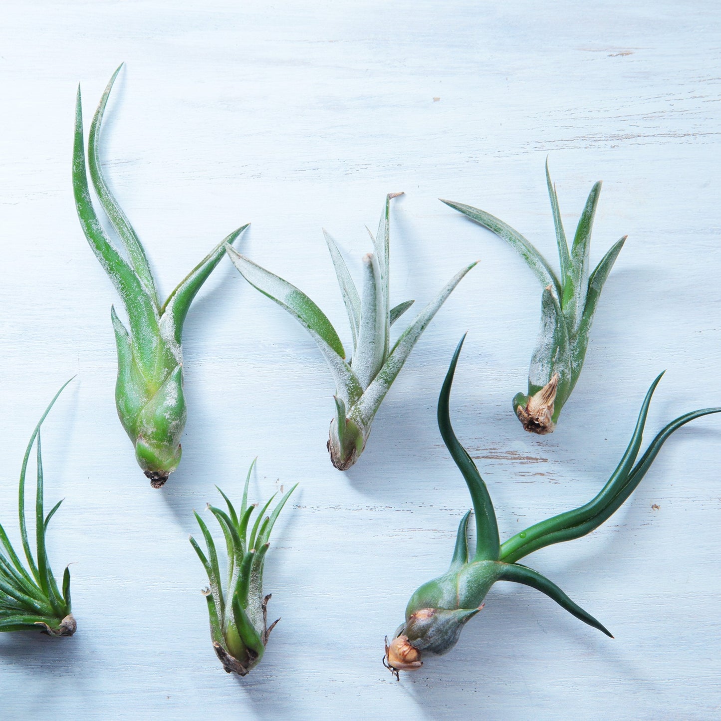 Easy to Grow Tillandsia Air Plants Assorted Variety 5 Pack - Humidity Loving Shade Plants or Houseplants