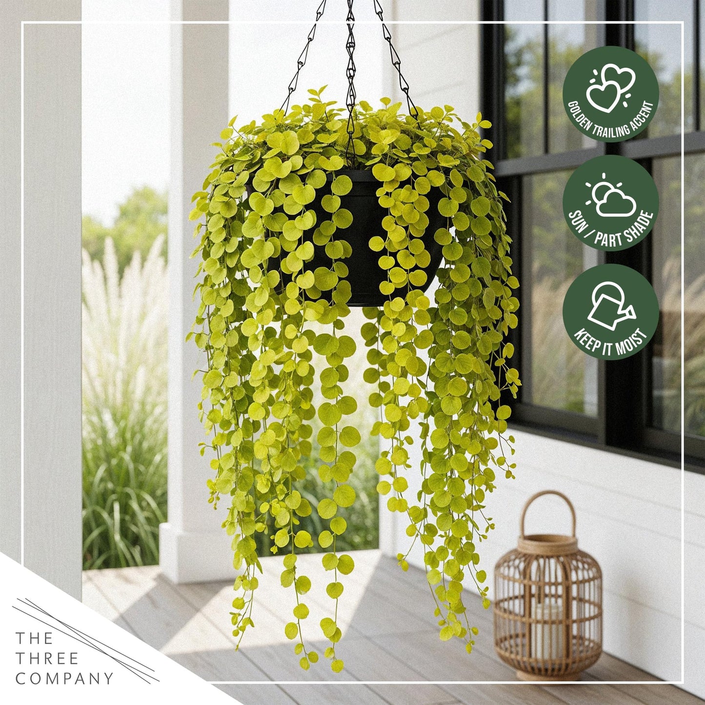 Creeping Jenny Live Plant (Lysimachia nummularia) - 2 Plants Per Pack - Healthy Trailing Perennial - Beautiful Accent Plant - 6" Tall by 4" Wide in 1 Pt Pot