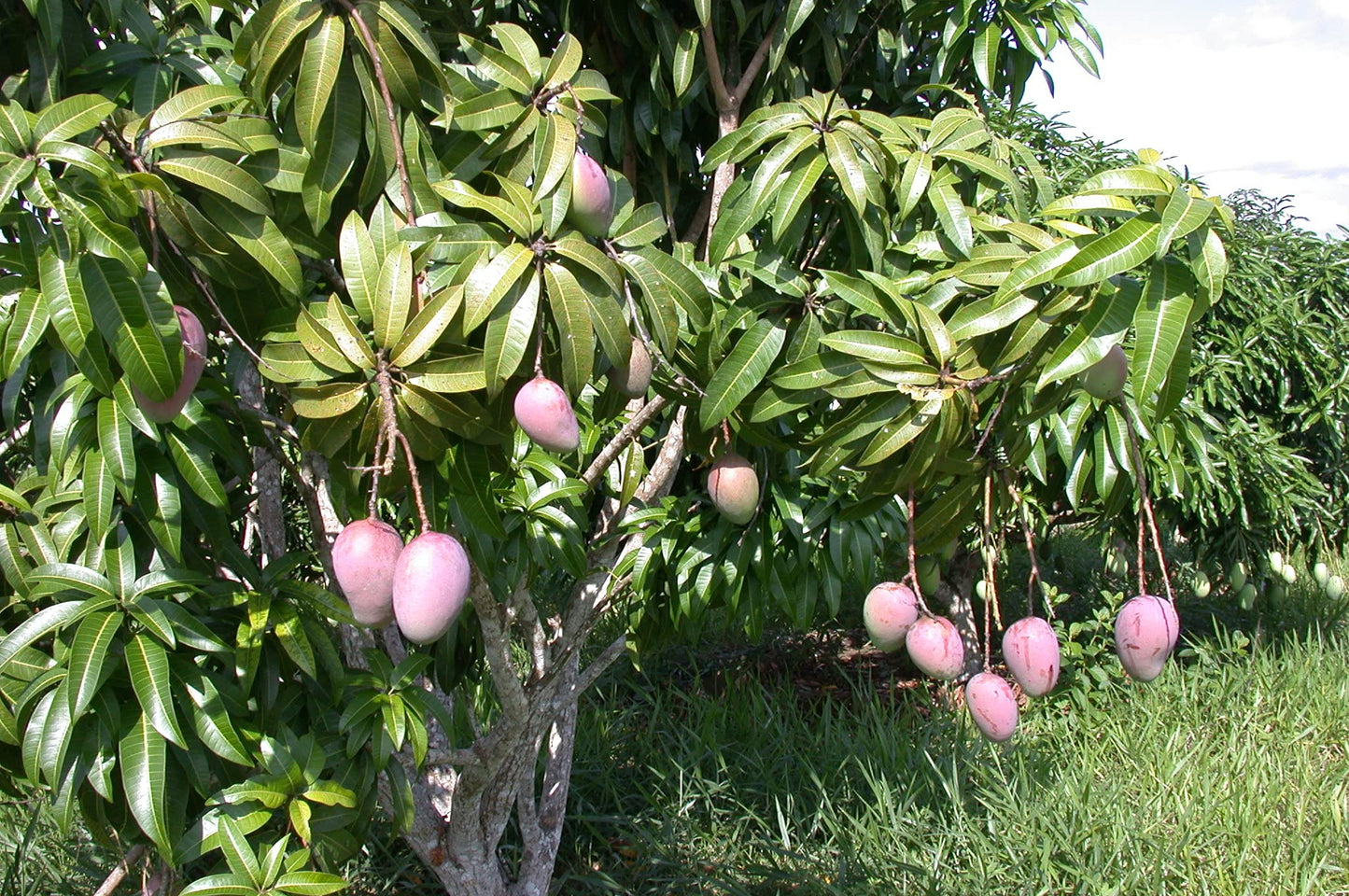 Mango Tree - Live Fruit Tree in a 3 Gallon Pot - Mangifera Indica 'Kent' - Tropical Edible Fruit Bearing Tree