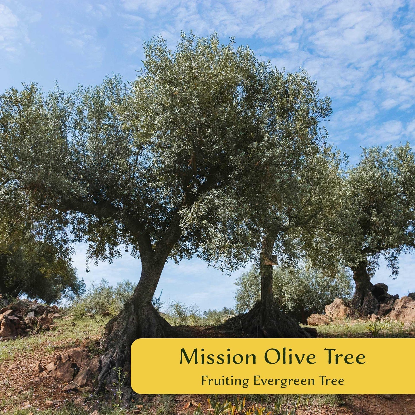 6 Mission Olive Tree Saplings – Edible Fruiting Evergreen Tree for Patio, Container, Indoor & Outdoor Growing, Mediterranean Culinary Olive (Olea europaea ‘Mission’) in 3.5″ Cubes, Live Plants