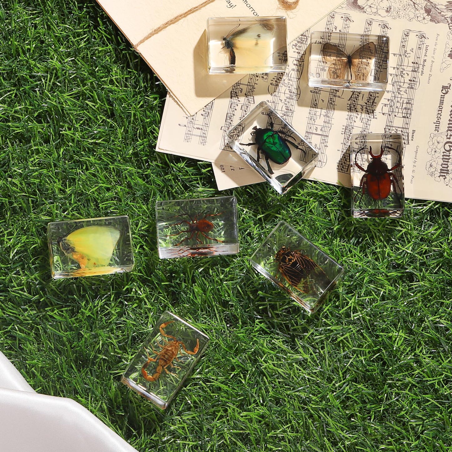 12 Pcs Insect in Resin Collection - Educational Bugs Specimen Set for Kids, Perfect for Preschool, Classroom Science, and Home Displays