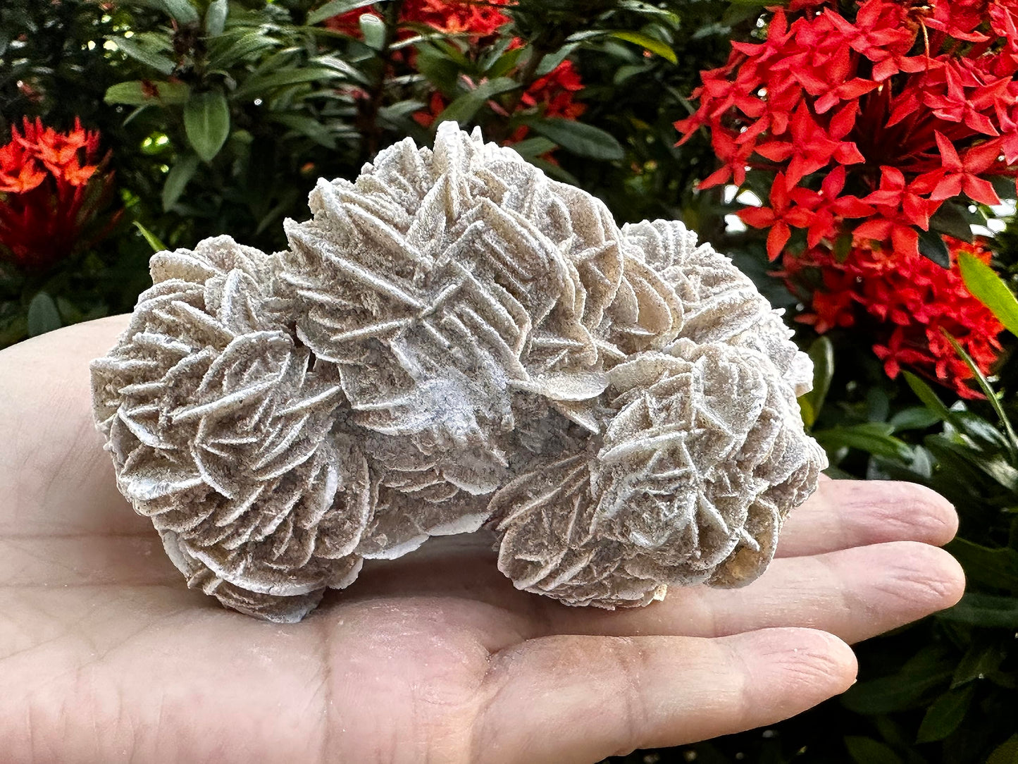GAF TREASURES XL Raw Desert Rose, 3-4" Natural Rough Desert Rose, Desert Rose Rough, Desert Rose Healing Rough Crystal (Desert Rose, 0.5-1 lb)