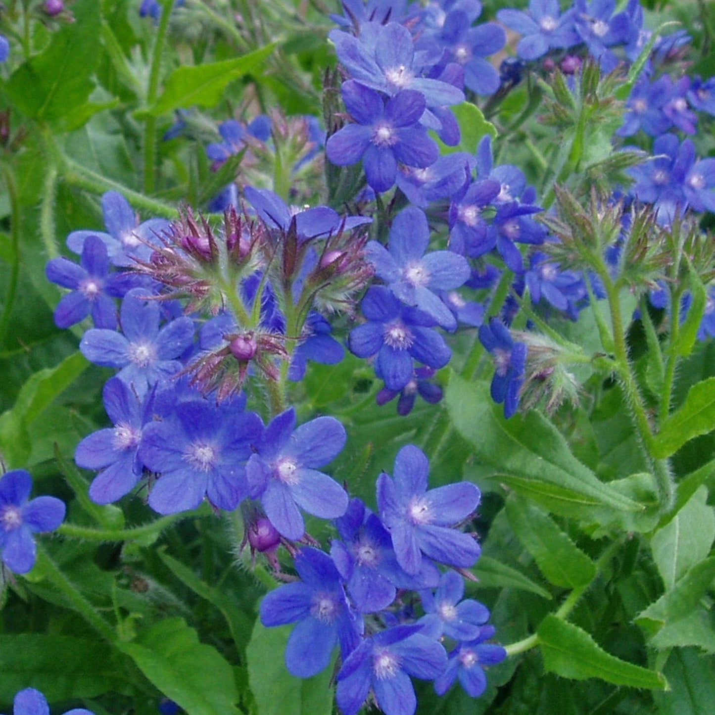 Palm Beach Medicinal Herbs - Alkanet (Anchusa officinalis) - Packet of 10 Seeds
