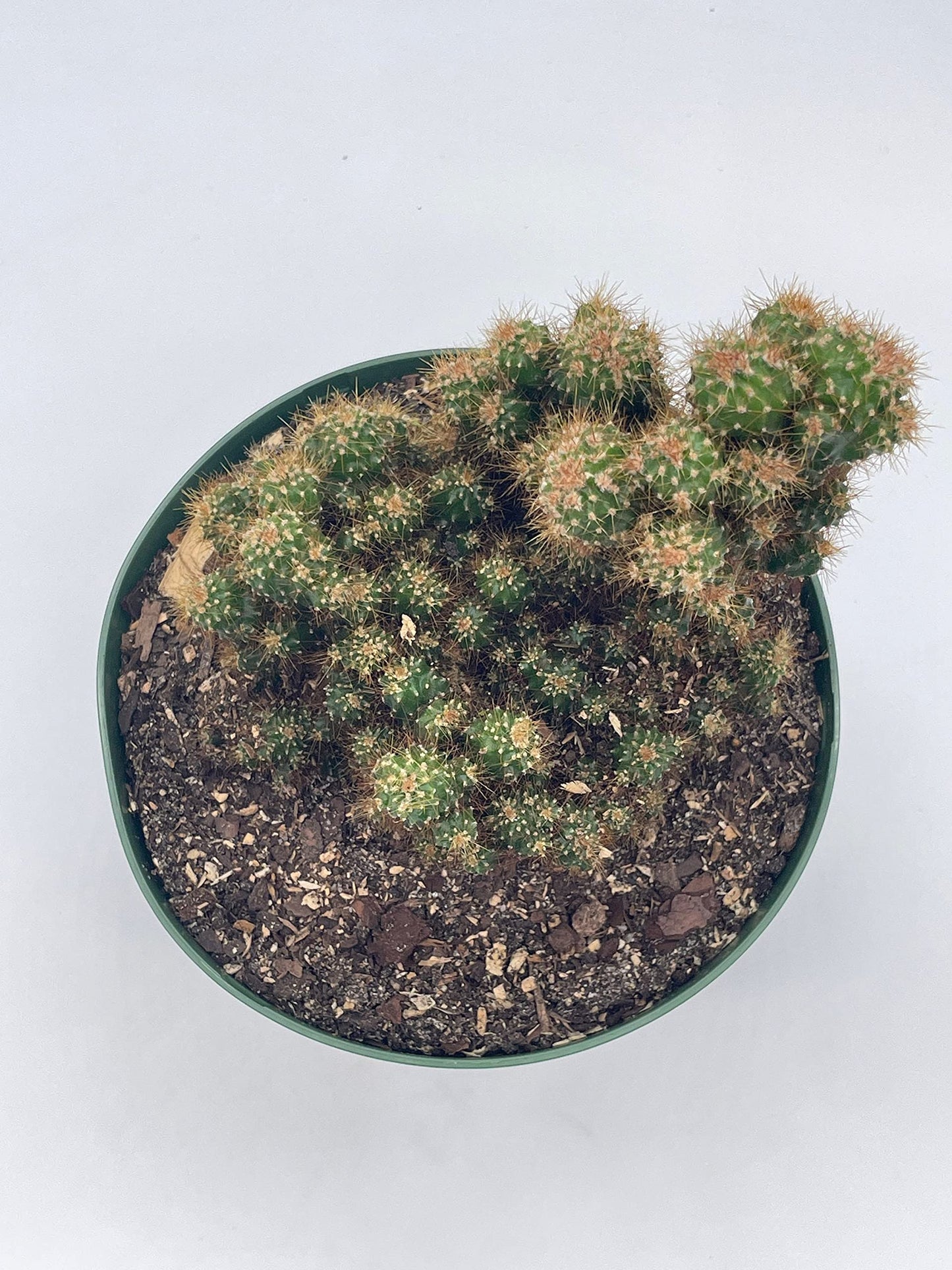 BubbleBlooms Peruvian Apple Cactus in a 6 inch Pot Crested, Repandus, uruguayanus, Hedge Cacti, Cereus