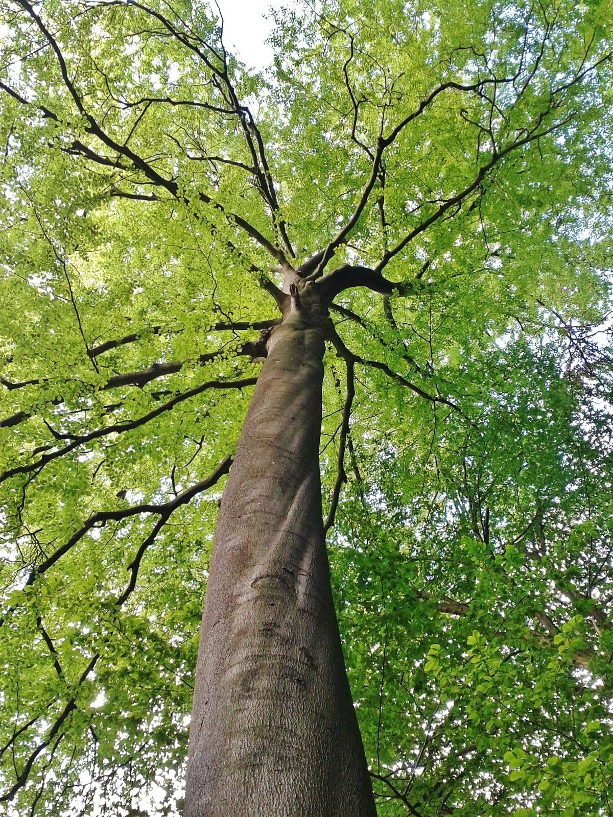 Live Plant - 2 American Beech Trees - 6-12" Tall Live Plants - Quart Pots - Fagus grandifolia