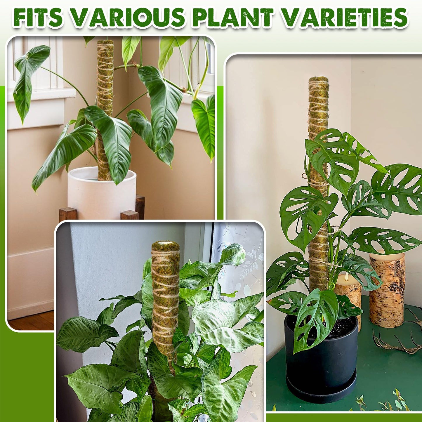 DUSPRO Natural Stackable Moss Pole for Plants Monstera, Forest Moss Sticks, Monstera Plant Support, Handmade Plant Stakes for Indoor Plants for Potted Plant to Grow Upward 02 pcs 22''